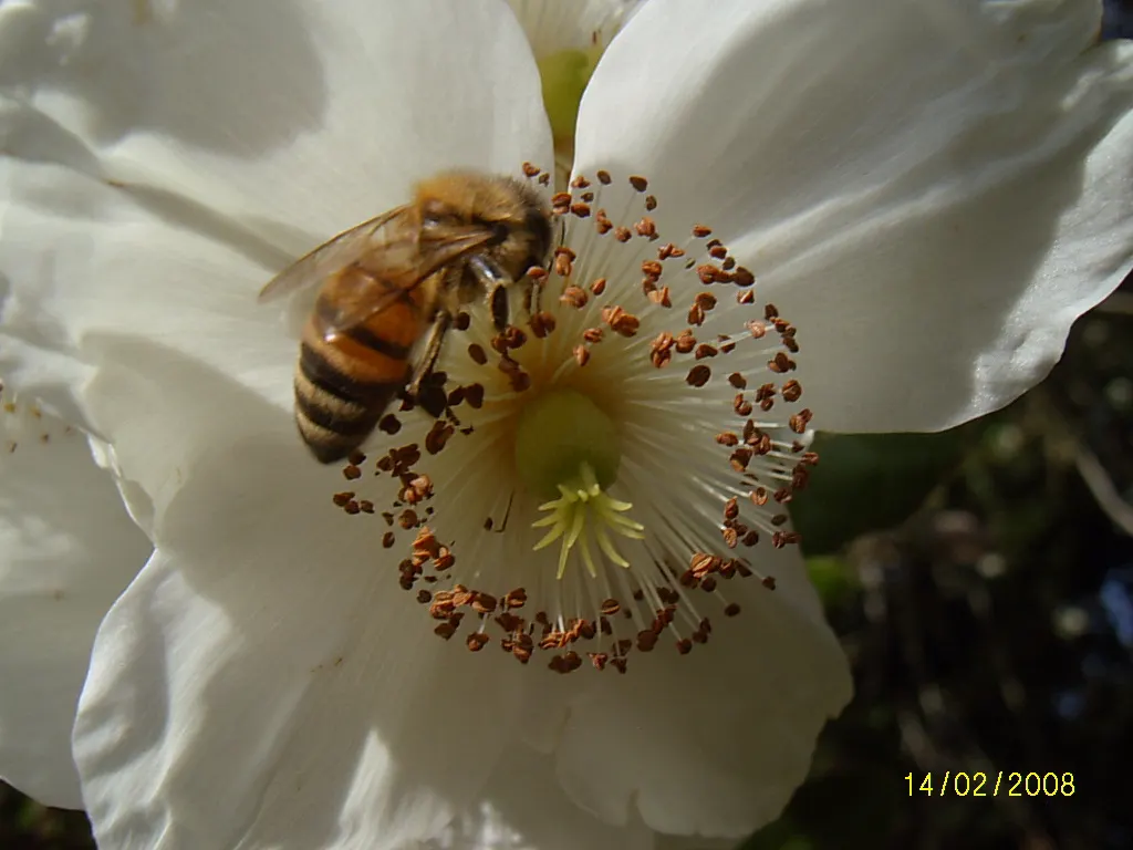 Ulmo (Eucryphia Cordifolia) — native to the temperate rainforests of Chile and Argentina; when designing with this tree