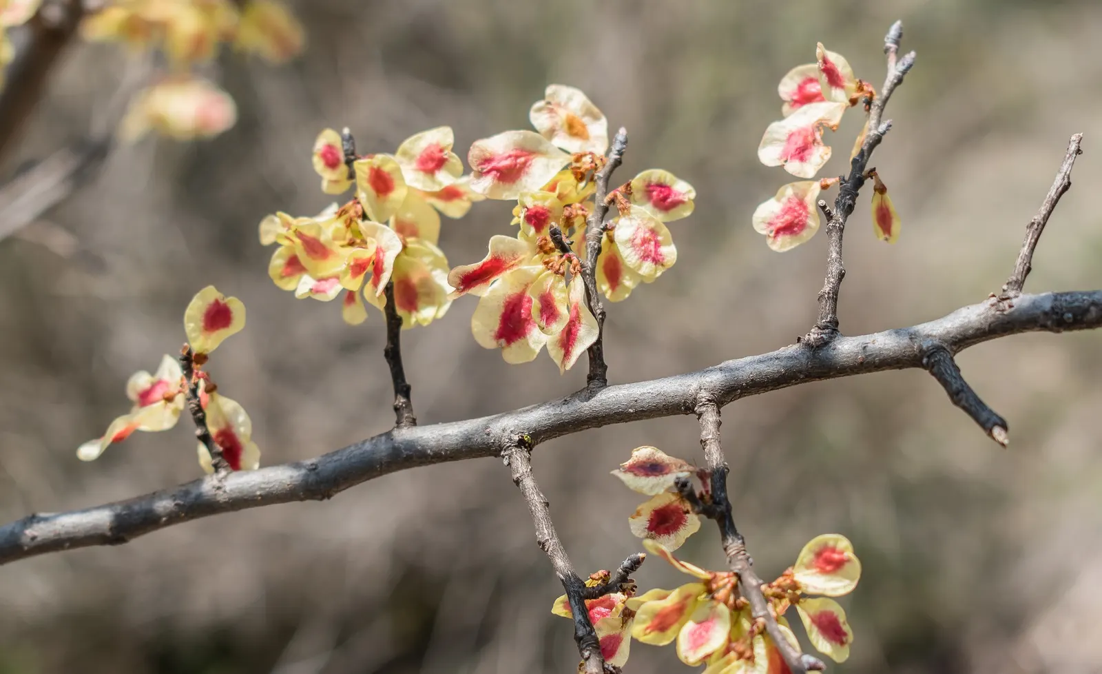 Ulmo (Eucryphia Cordifolia) — the Ulmo is known for its resilience and relatively low maintenance once established; consider its moderate growth rate and