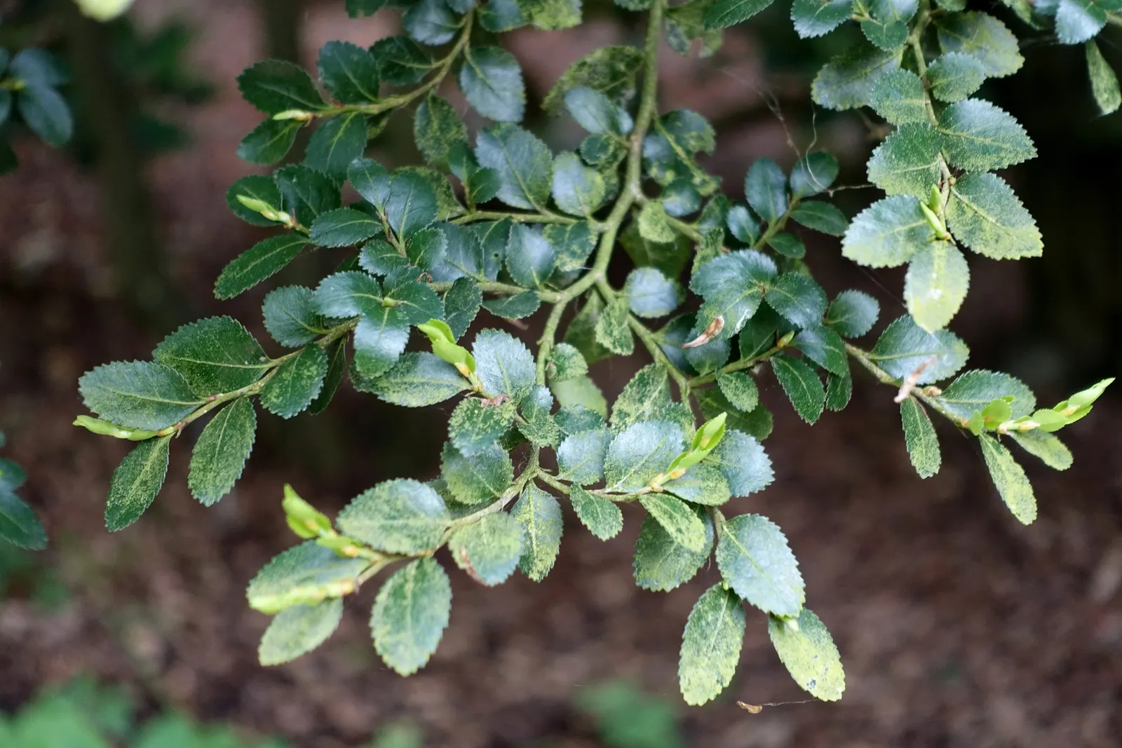 Ulmo (Eucryphia Cordifolia) — making it a durable and enchanting addition to any landscape design