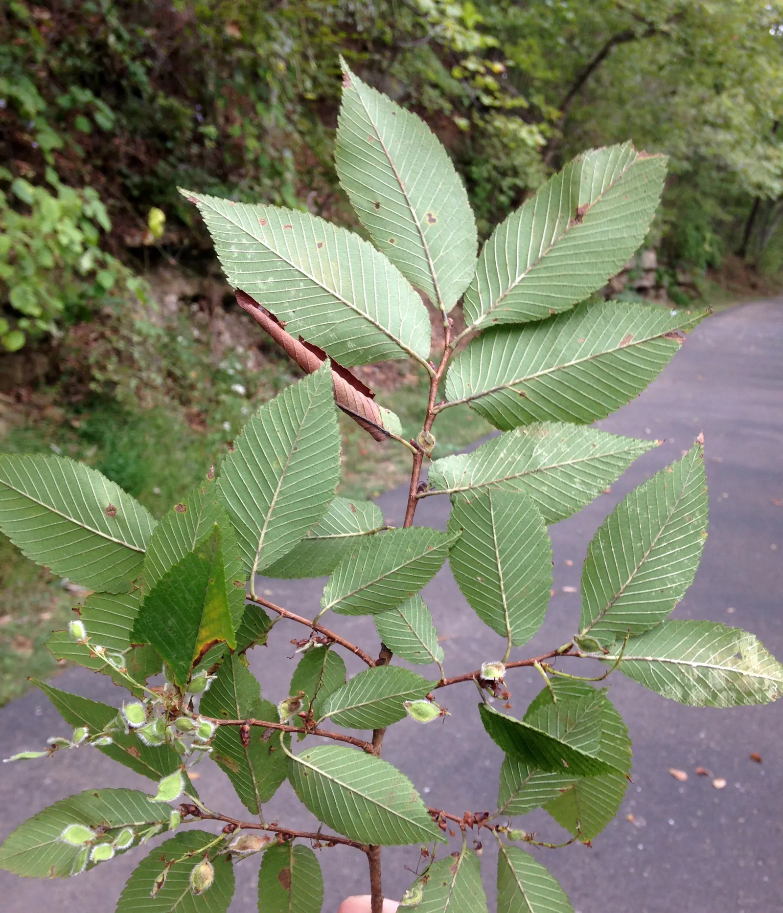 Ulmo (Eucryphia Cordifolia) — fragrant flowers that adorn its branches from summer to early fall