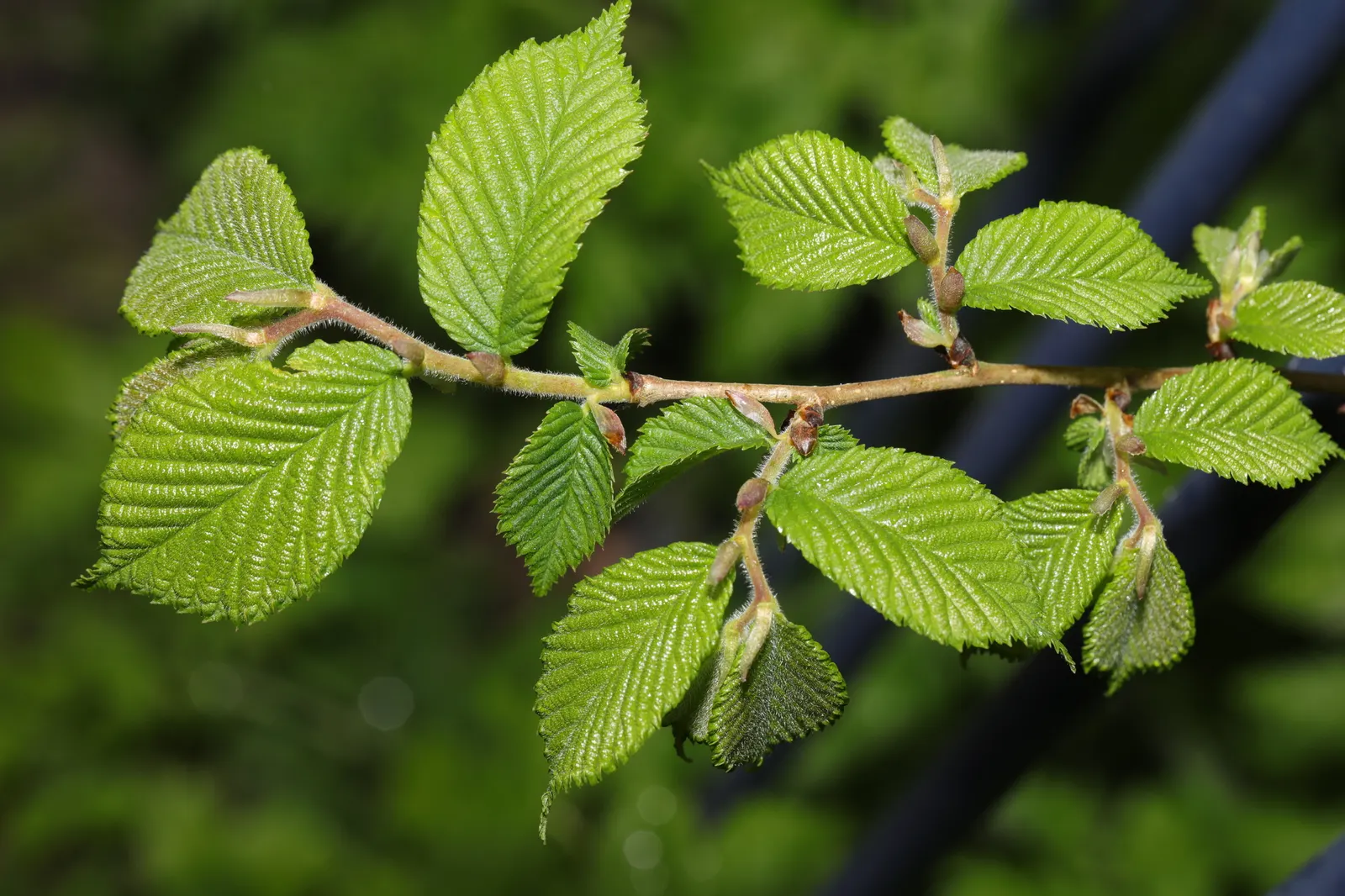 Ulmo (Eucryphia Cordifolia) — tree for full