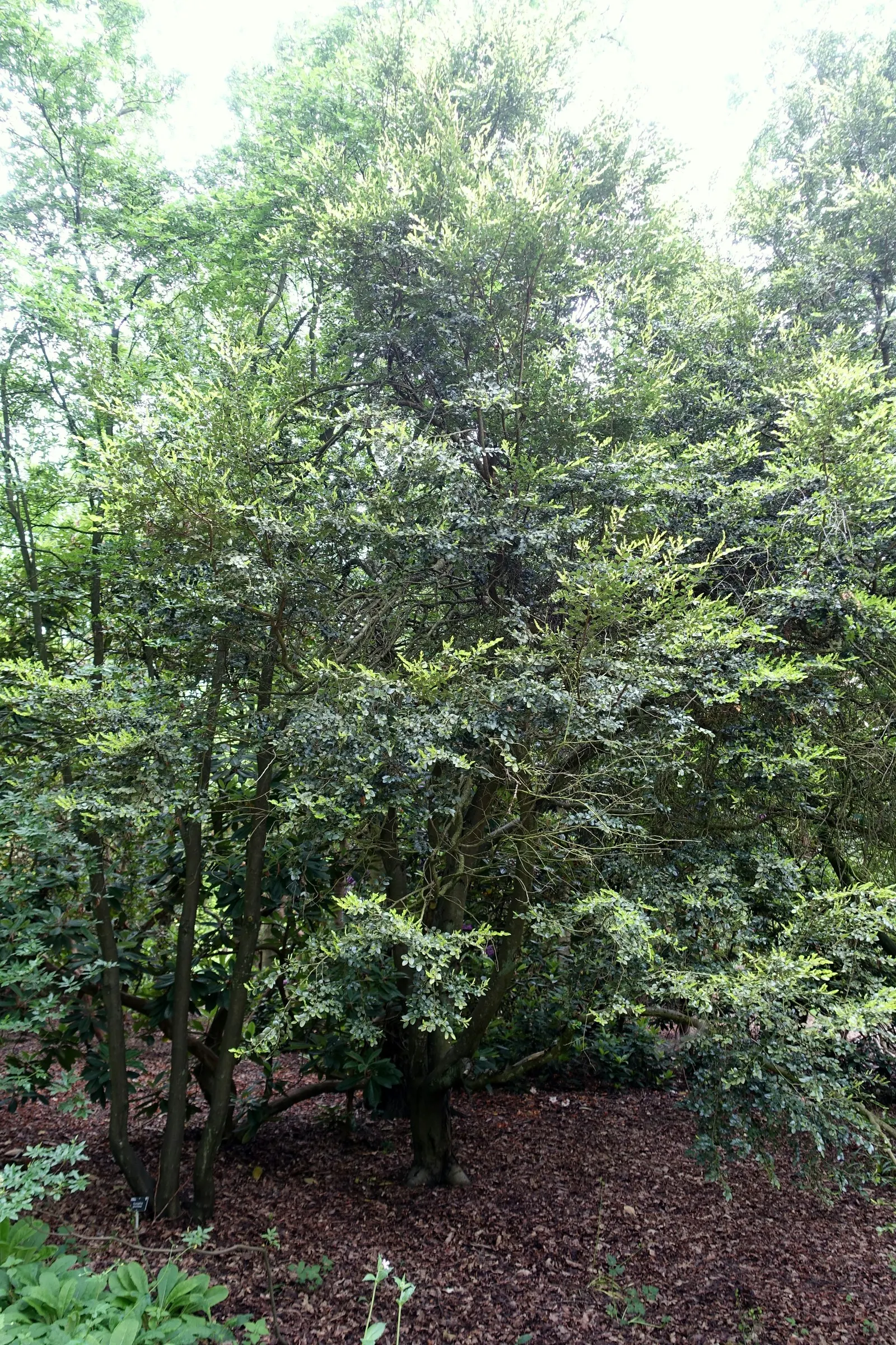 Ulmo (Eucryphia Cordifolia) — Renowned for fragrant, white summer blossoms, it prefers well-drained, acidic soil and full to partial sun; acidic soil and