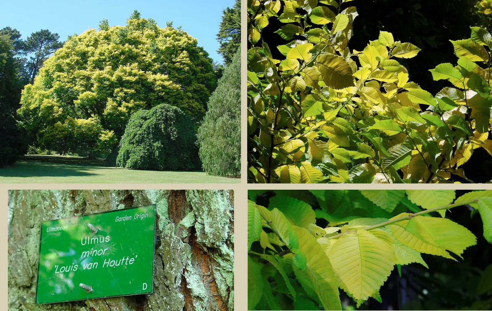 Ulmo (Eucryphia Cordifolia) — heart-shaped leaves that measure up to 3 inches long; enhancing the biodiversity of the garden.<br><br>The Ulmo prefers