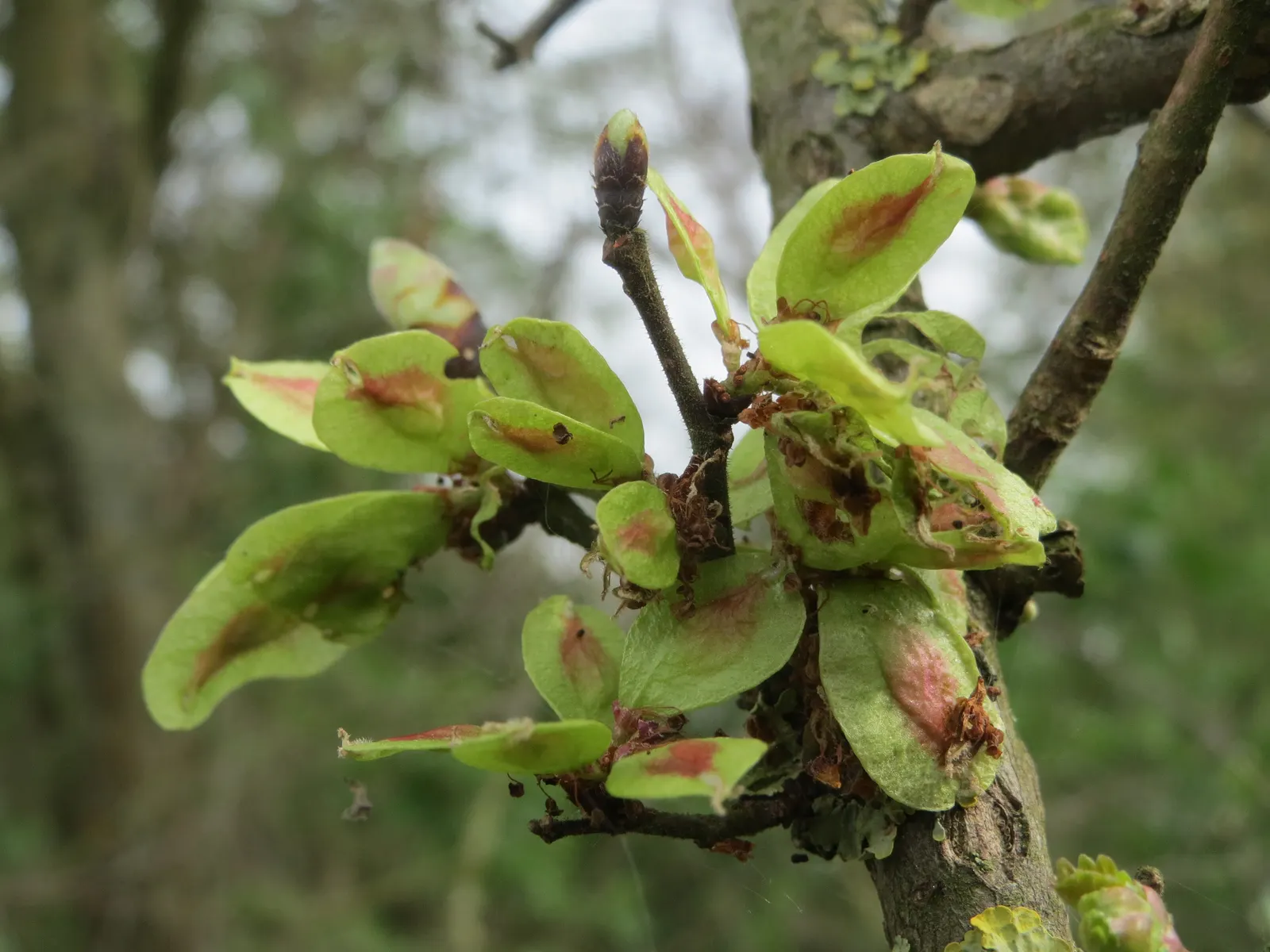 Ulmo (Eucryphia Cordifolia) — is a captivating evergreen tree