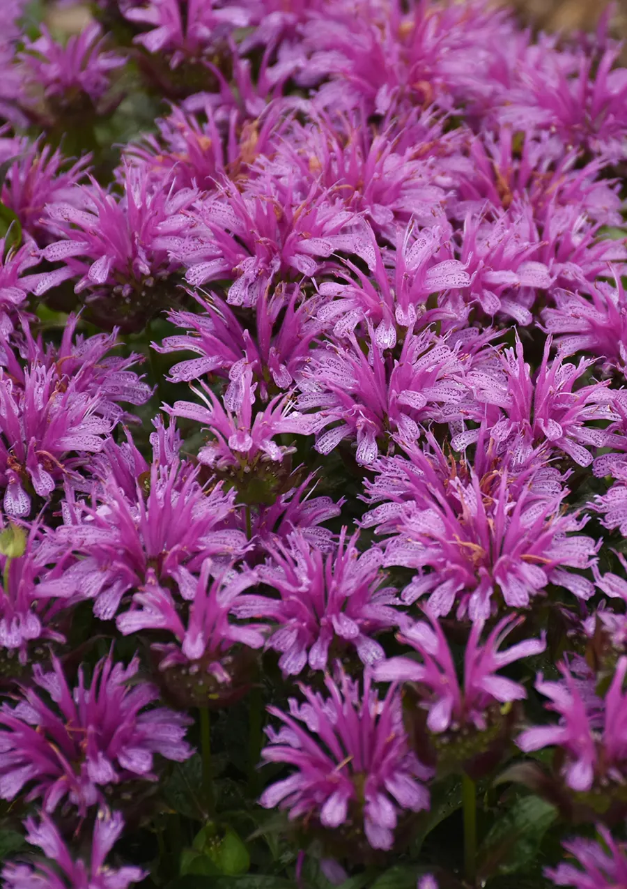 'Leading Lady Amethyst' Bee Balm (Monarda hybrid) — light amethyst-purple blooms over green foliage