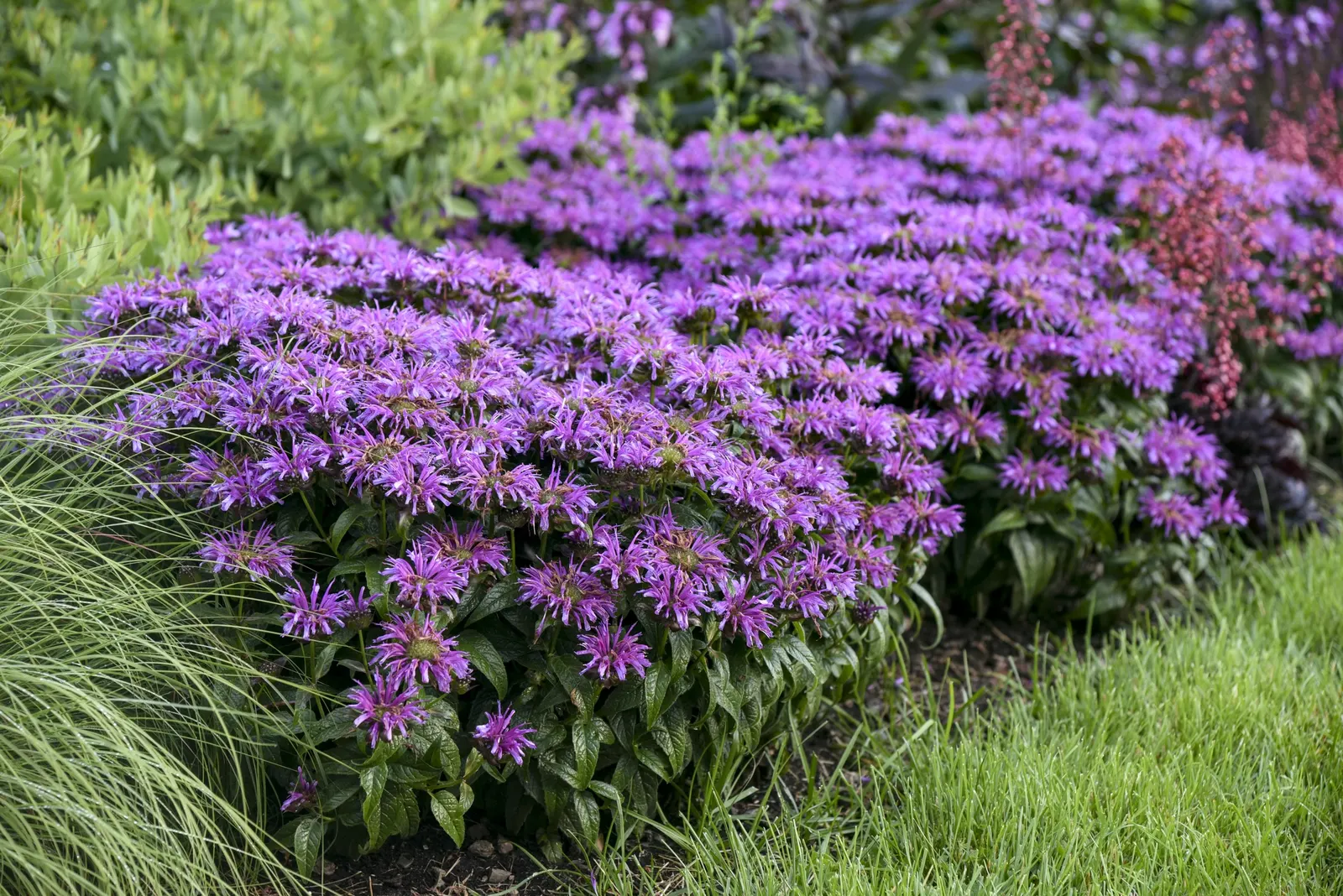 'Leading Lady Amethyst' Bee Balm (Monarda hybrid) — The Monarda hybrid 'Leading Lady Amethyst' is a compact bee balm with fragrant