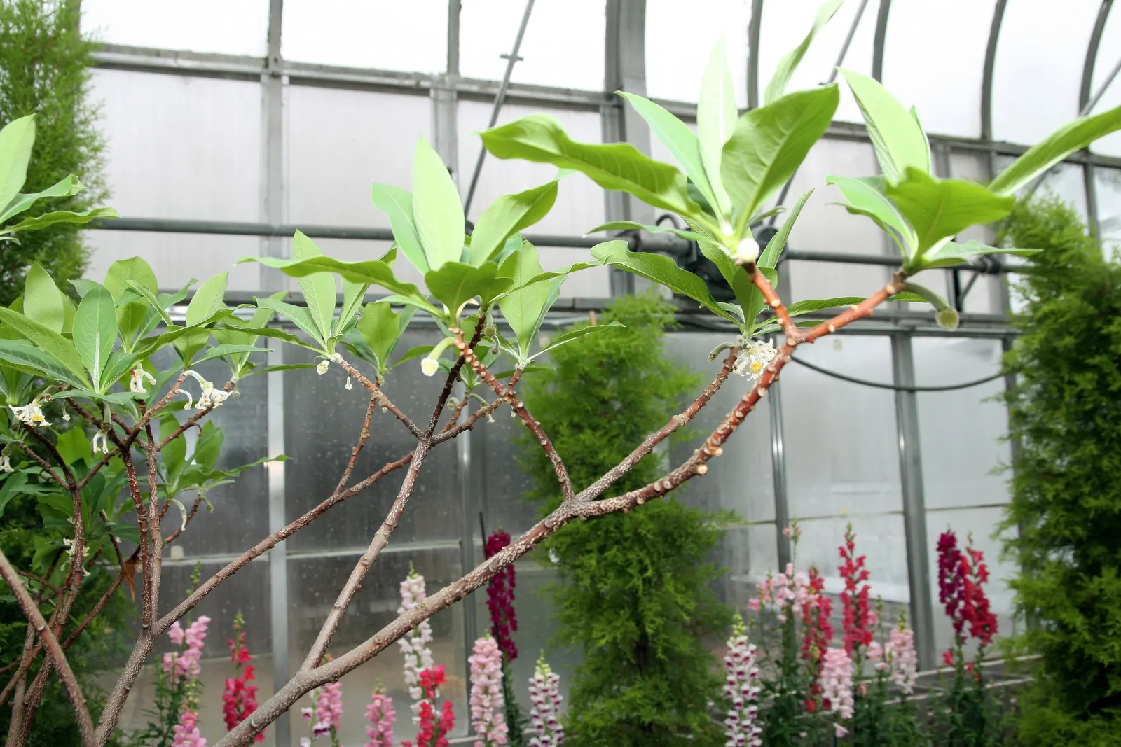Paperbush (Edgeworthia Chrysantha) — Paperbush typically requires minimal pruning and is relatively free of serious pests and diseases