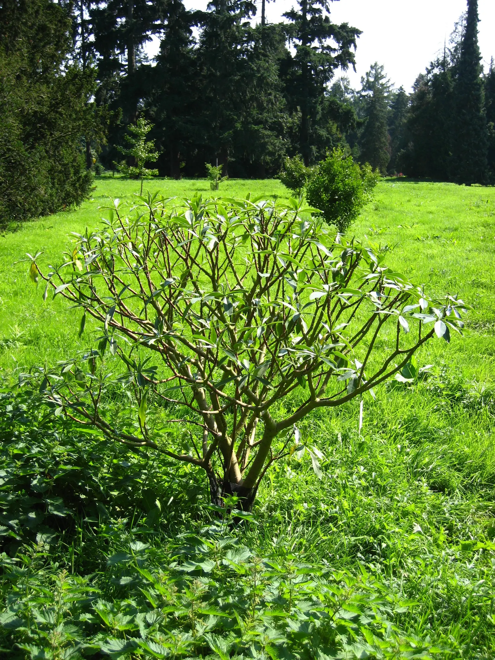 Paperbush (Edgeworthia Chrysantha) — fertile soil with consistent moisture; open habit that is as wide as it is tall.<br><br>In the colder season, image 75