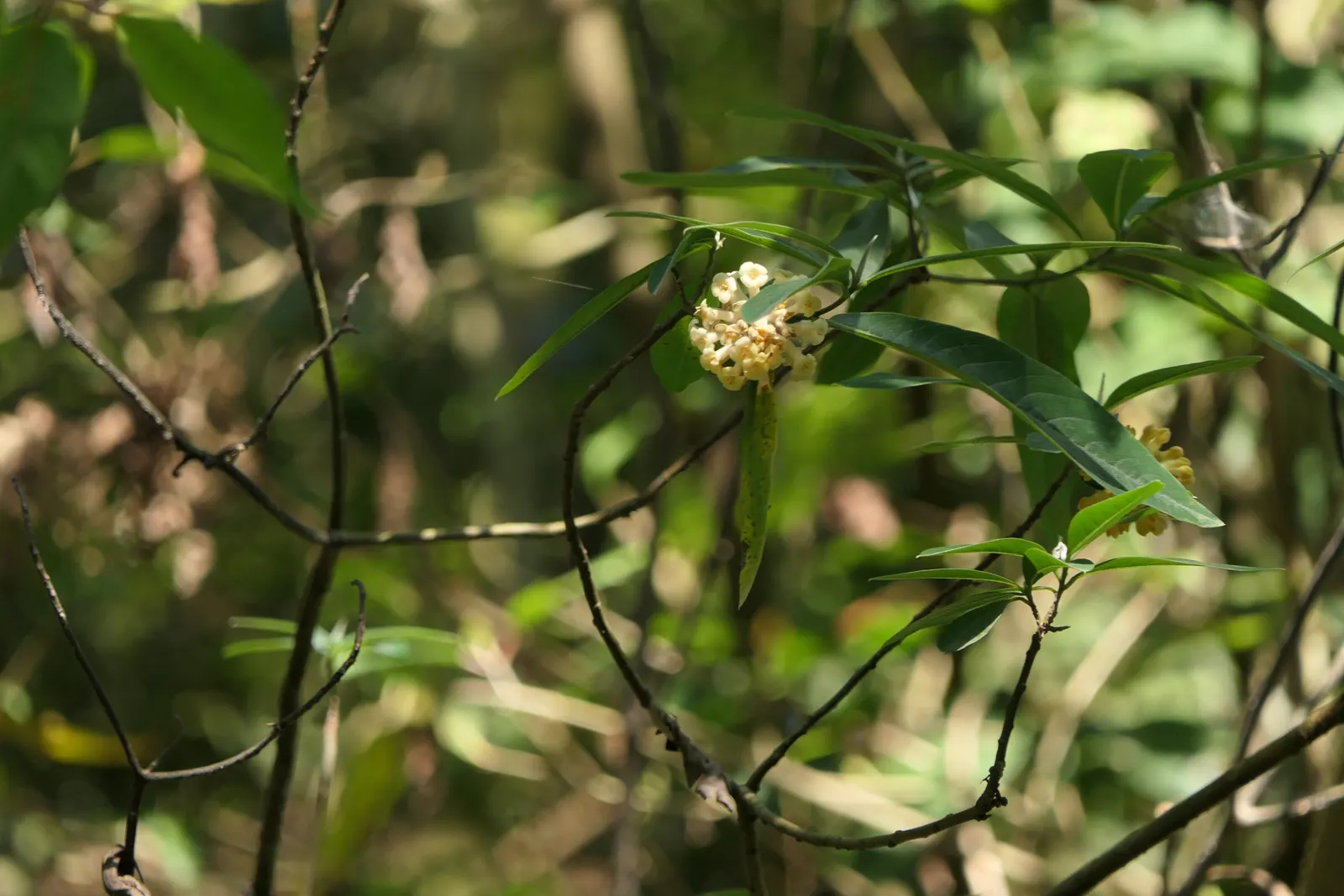 Paperbush (Edgeworthia Chrysantha) — It is hardy in USDA zones 7 through 10, tolerating temperatures down to around 0-10&deg;F; lanceolate foliage, image 76