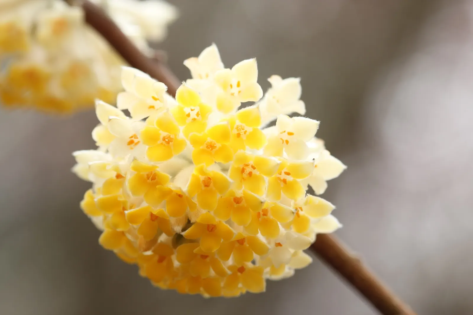 Paperbush (Edgeworthia Chrysantha) — multi-colored and white and yellow flowers in the garden