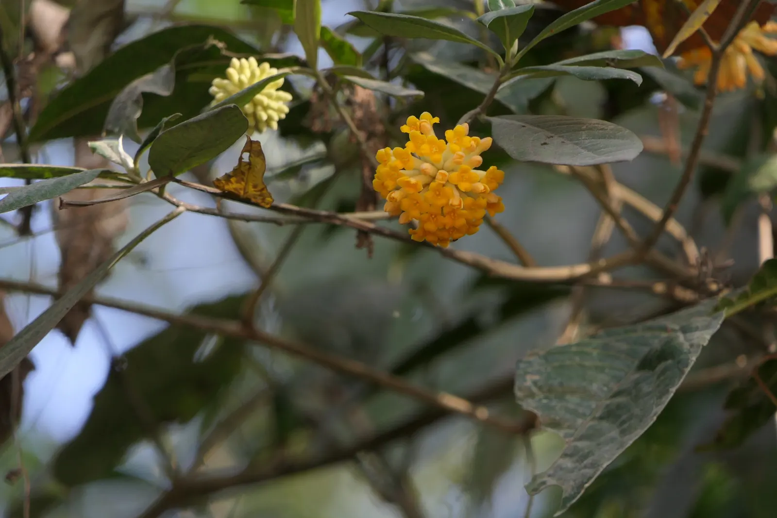 Paperbush (Edgeworthia Chrysantha) — commonly known as Paperbush; these buds bloom into fragrant, image 87