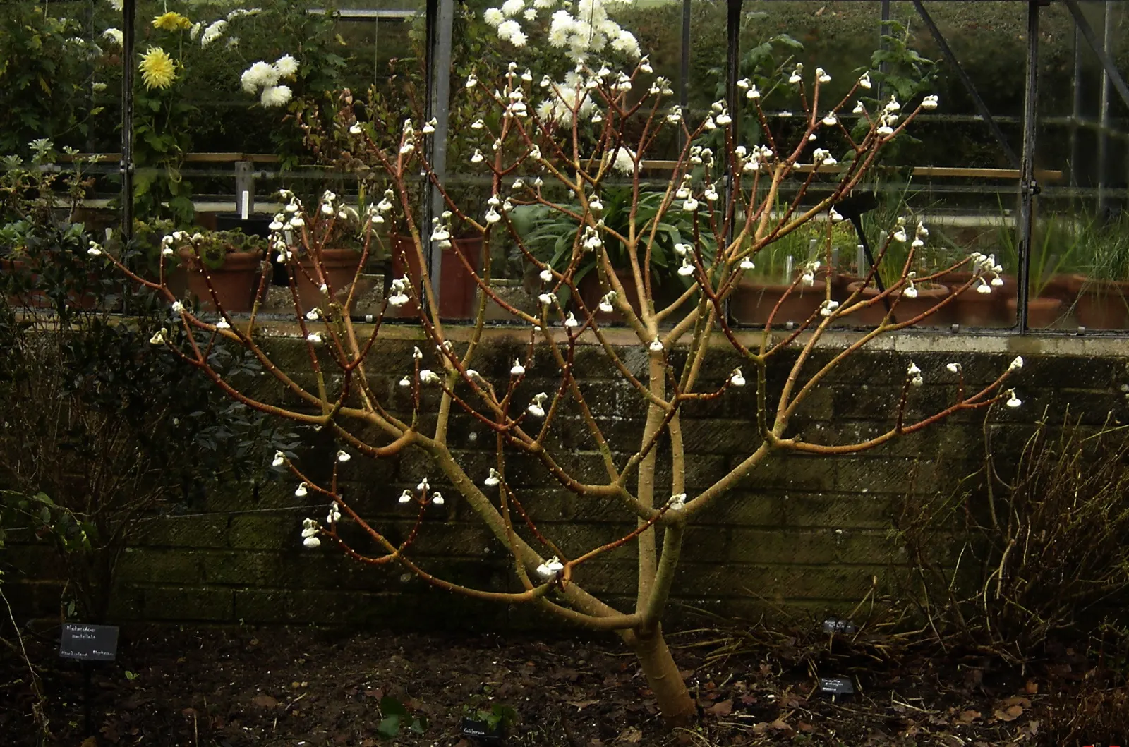 Paperbush (Edgeworthia Chrysantha) — open habit that is as wide as it is tall.<br><br>In the colder season; commonly known as Paperbush, image 90