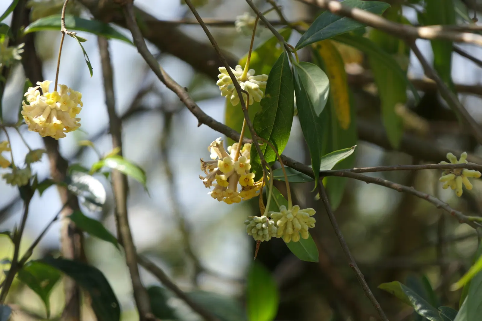 Paperbush (Edgeworthia Chrysantha) — plant the Paperbush in partially shaded to full sun locations in well-drained; this plant showcases silvery-gray winter