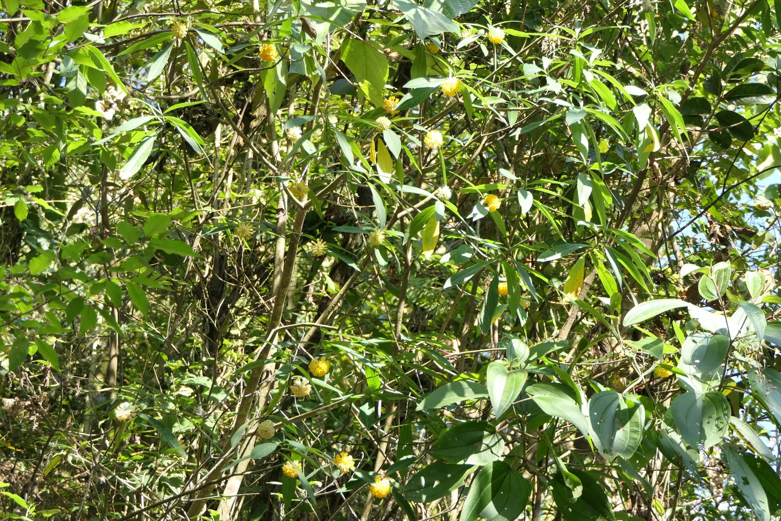 Paperbush (Edgeworthia Chrysantha) — commonly known as Paperbush