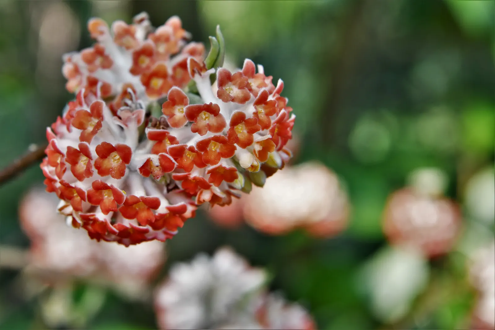 Paperbush (Edgeworthia Chrysantha) — Paperbush becomes a focal point with its highly distinctive; tubular yellow flowers from late winter to early spring