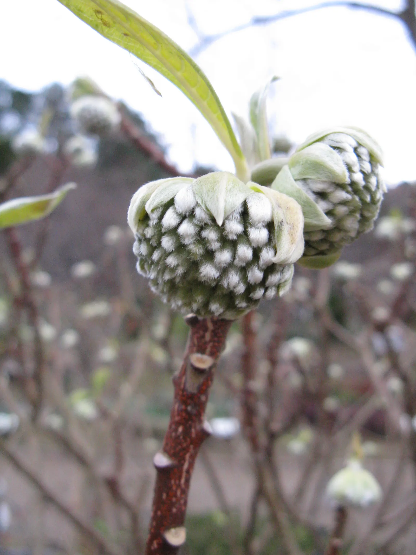 Paperbush (Edgeworthia Chrysantha) — This plant showcases silvery-gray winter buds opening to fragrant, yellow flowers in late winter/early spring, image 56