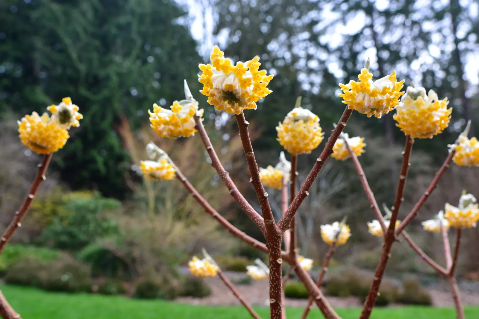 Paperbush (Edgeworthia Chrysantha) — This plant typically reaches a mature size of 4 to 6 feet in height and spread