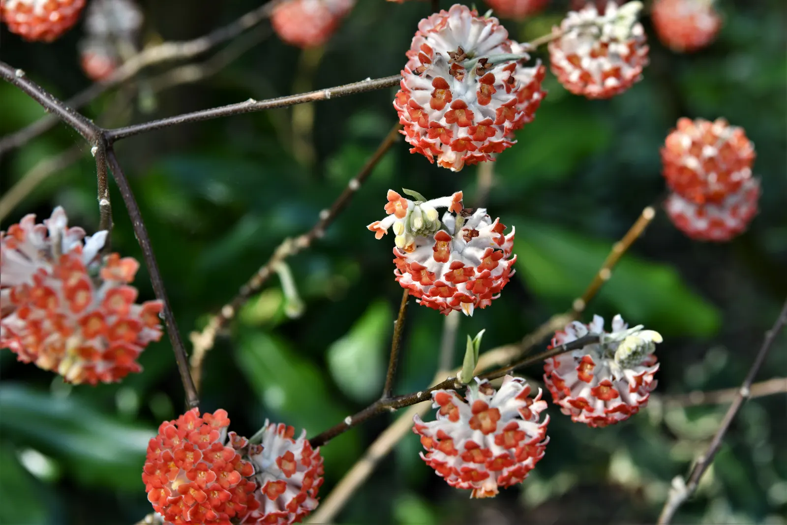 Paperbush (Edgeworthia Chrysantha) — the leaves turn to shades of yellow before shedding; spicy scent that is a beacon to early pollinators.<br><br>The dark