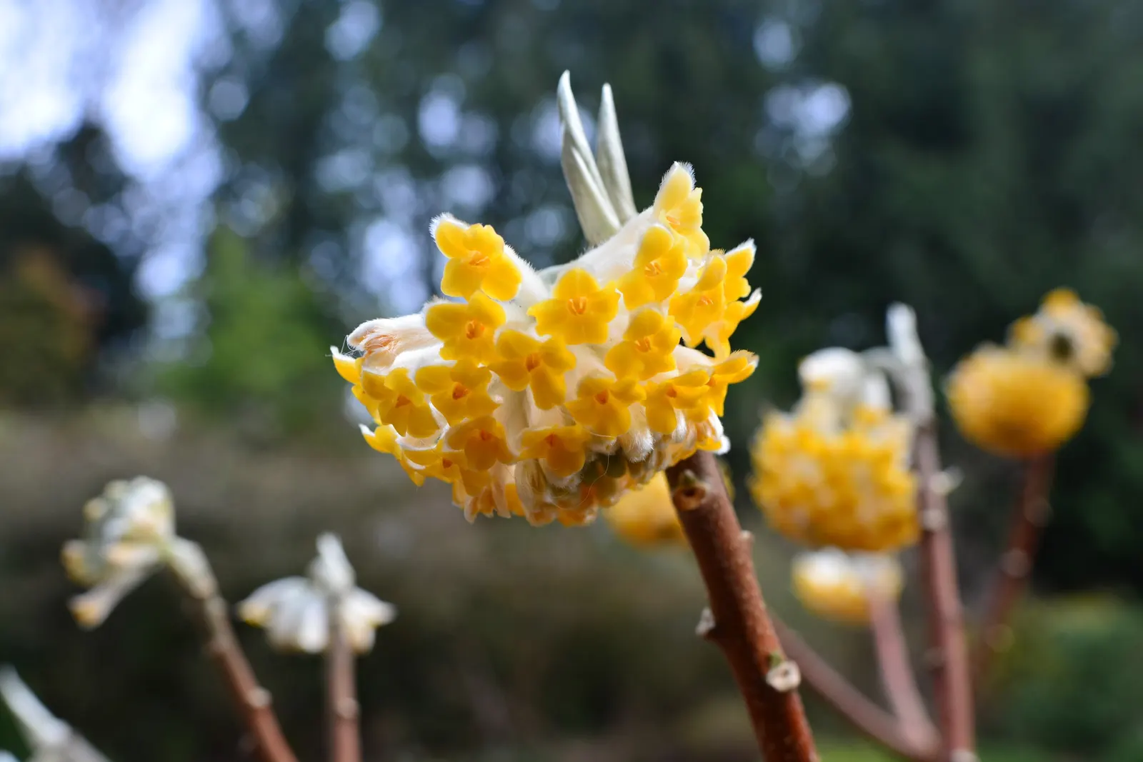 Paperbush (Edgeworthia Chrysantha) — tubular yellow flowers from late winter to early spring
