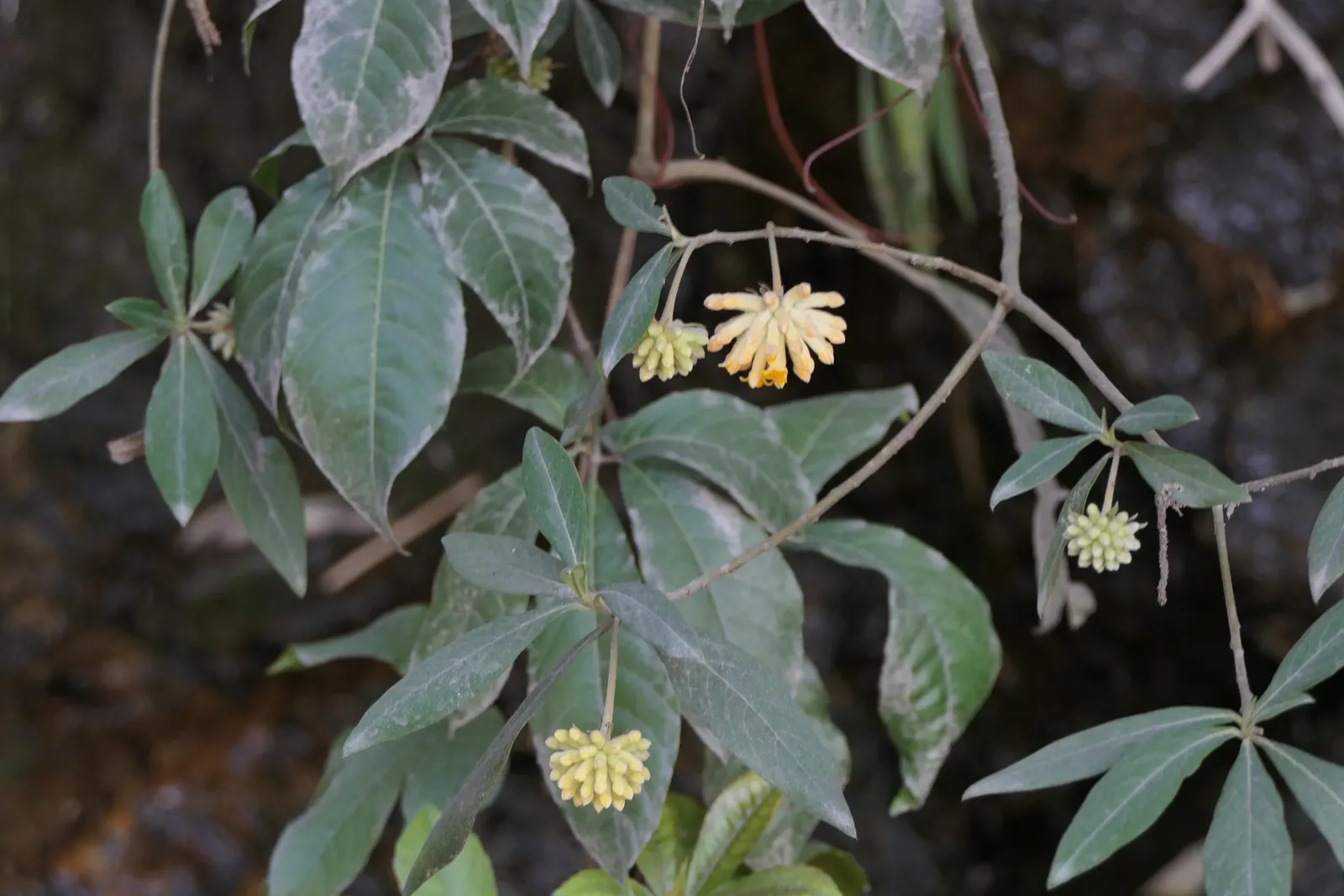 Paperbush (Edgeworthia Chrysantha) — providing a lush backdrop throughout the spring and summer months; this plant typically reaches a mature size, image 98