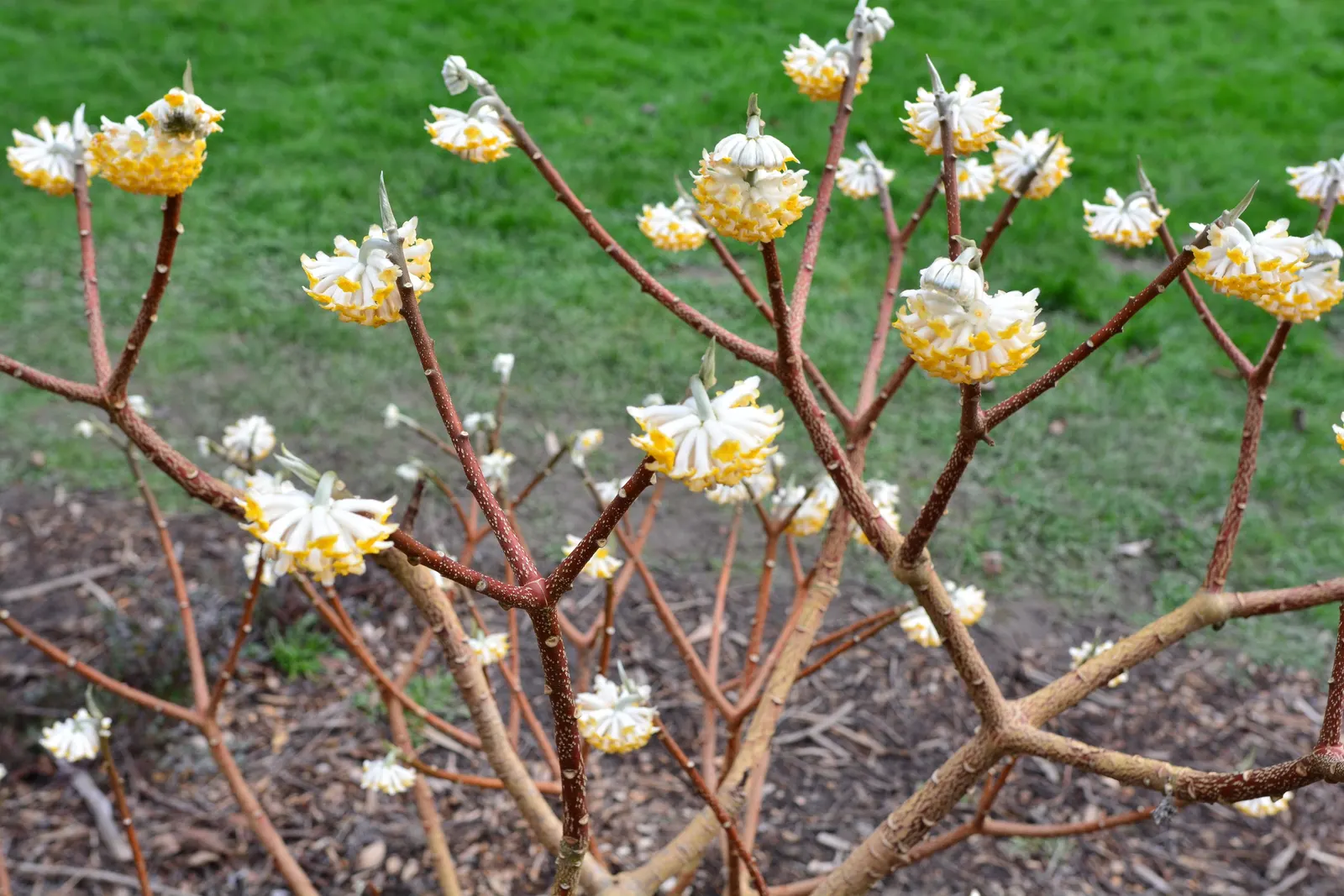 Paperbush (Edgeworthia Chrysantha) — Paperbush typically requires minimal pruning and is relatively free of serious pests and diseases, image 104