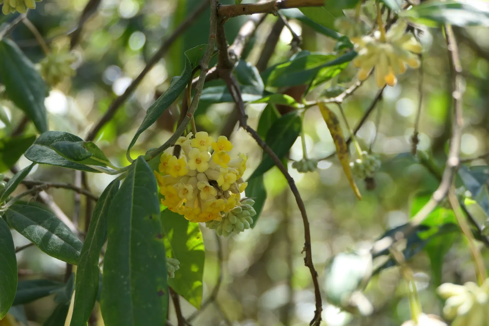 Paperbush (Edgeworthia Chrysantha) — plant the Paperbush in partially shaded to full sun locations in well-drained
