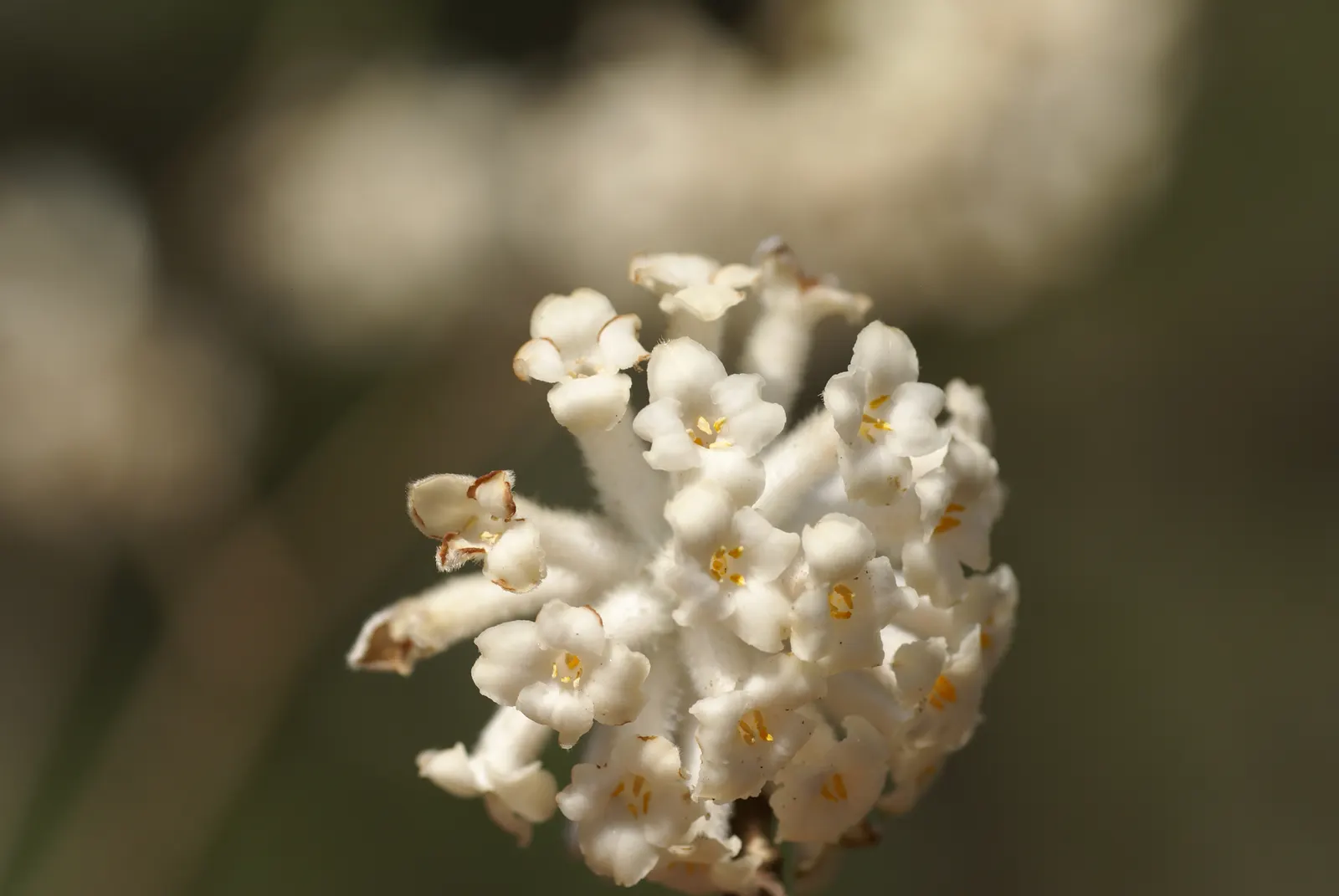 Paperbush (Edgeworthia Chrysantha) — Paperbush (Edgeworthia chrysantha), a deciduous shrub, reaches up to 6 feet tall and wide; lush blue-green, image 82
