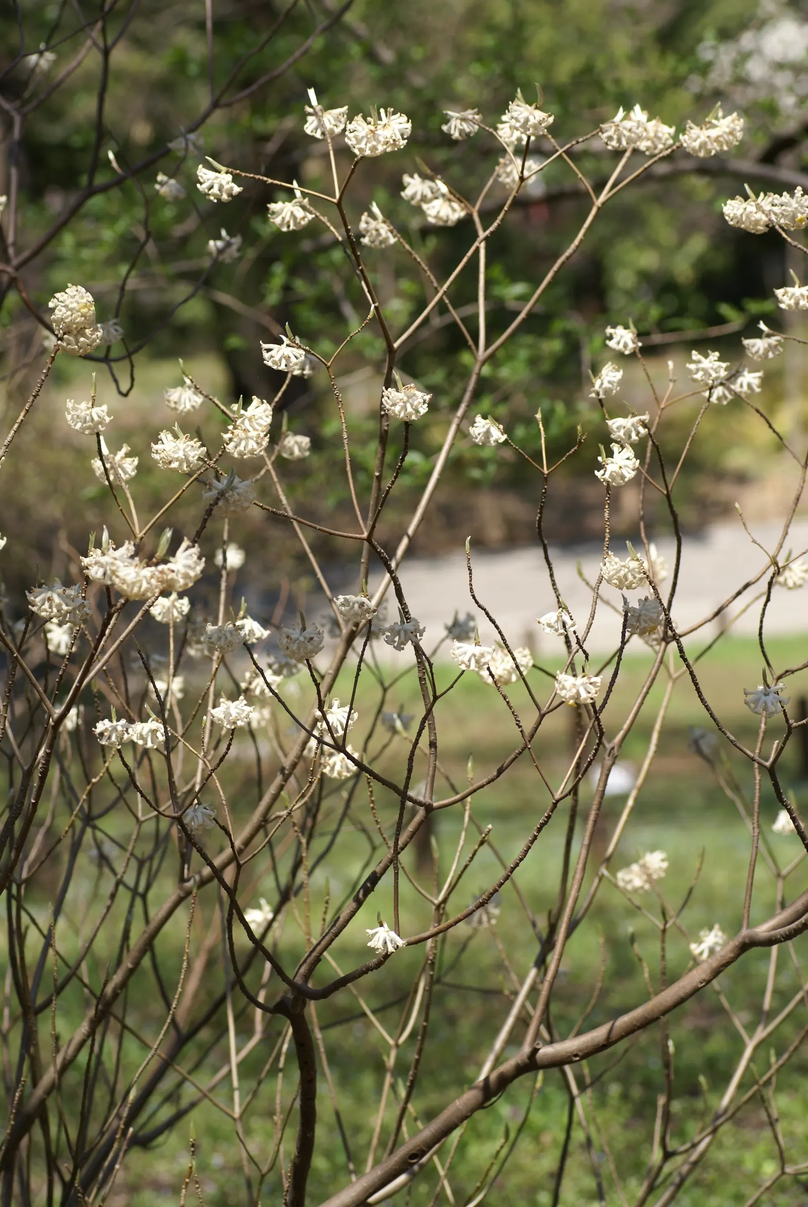Paperbush (Edgeworthia Chrysantha) — again exposing the marvelously structured branches.<br><br>For optimal growth; it is hardy in USDA zones 7, image 100