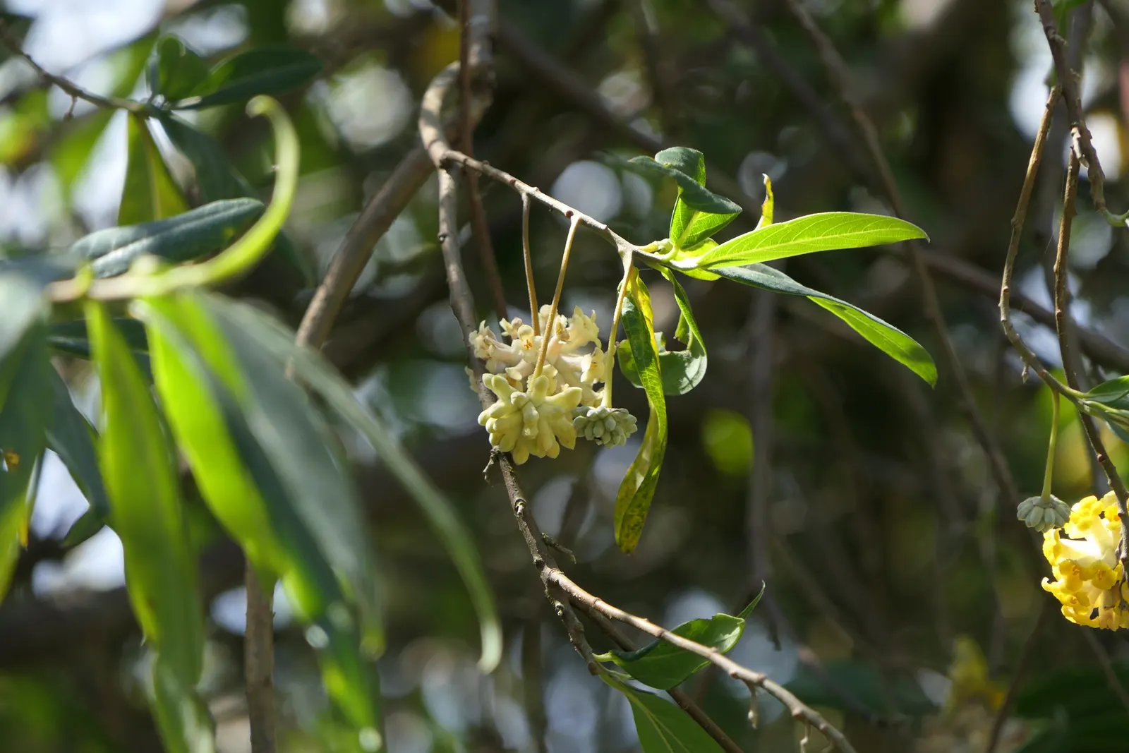 Paperbush (Edgeworthia Chrysantha) — tubular yellow flowers from late winter to early spring; is a distinctive deciduous shrub that adds a, image 94