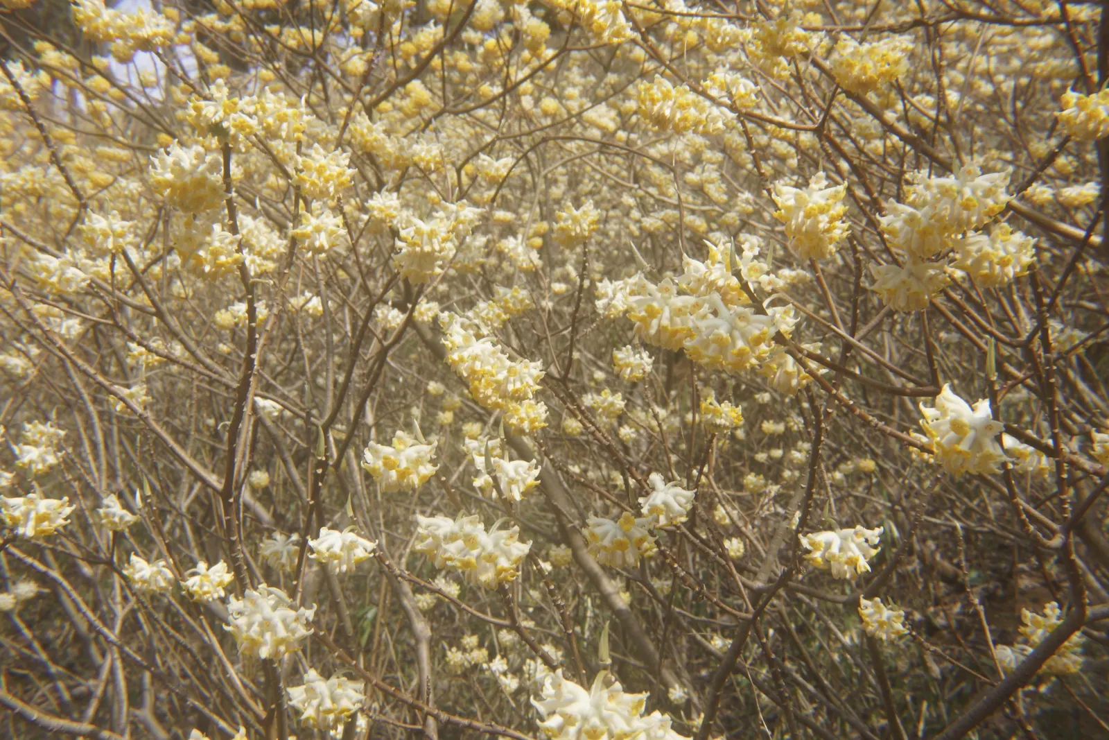 Paperbush (Edgeworthia Chrysantha) — making it a low-maintenance choice for the landscape.<br><br>In the design plan