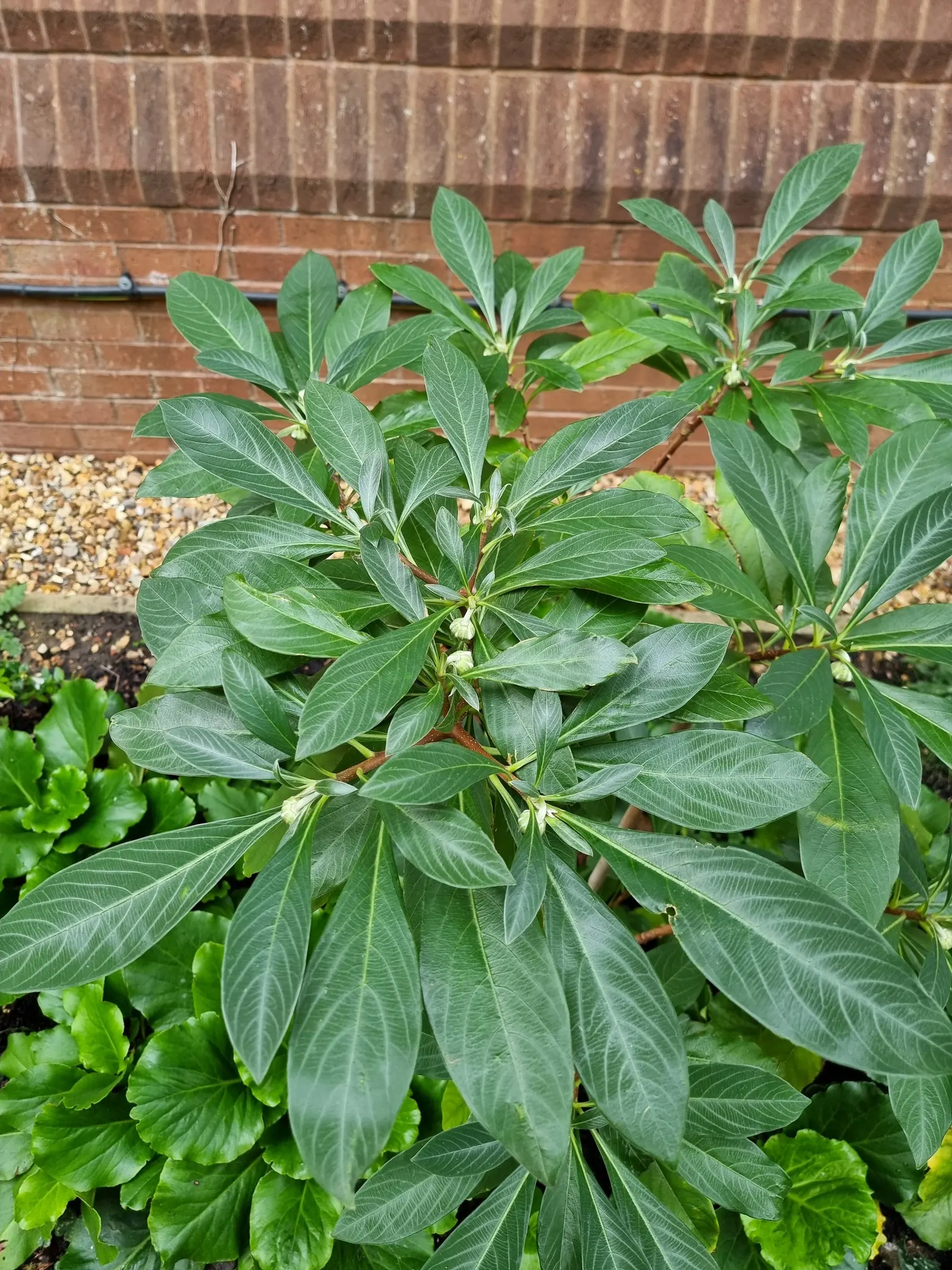 Paperbush (Edgeworthia Chrysantha) — Paperbush becomes a focal point with its highly distinctive; tubular yellow flowers from late winter to early, image 91