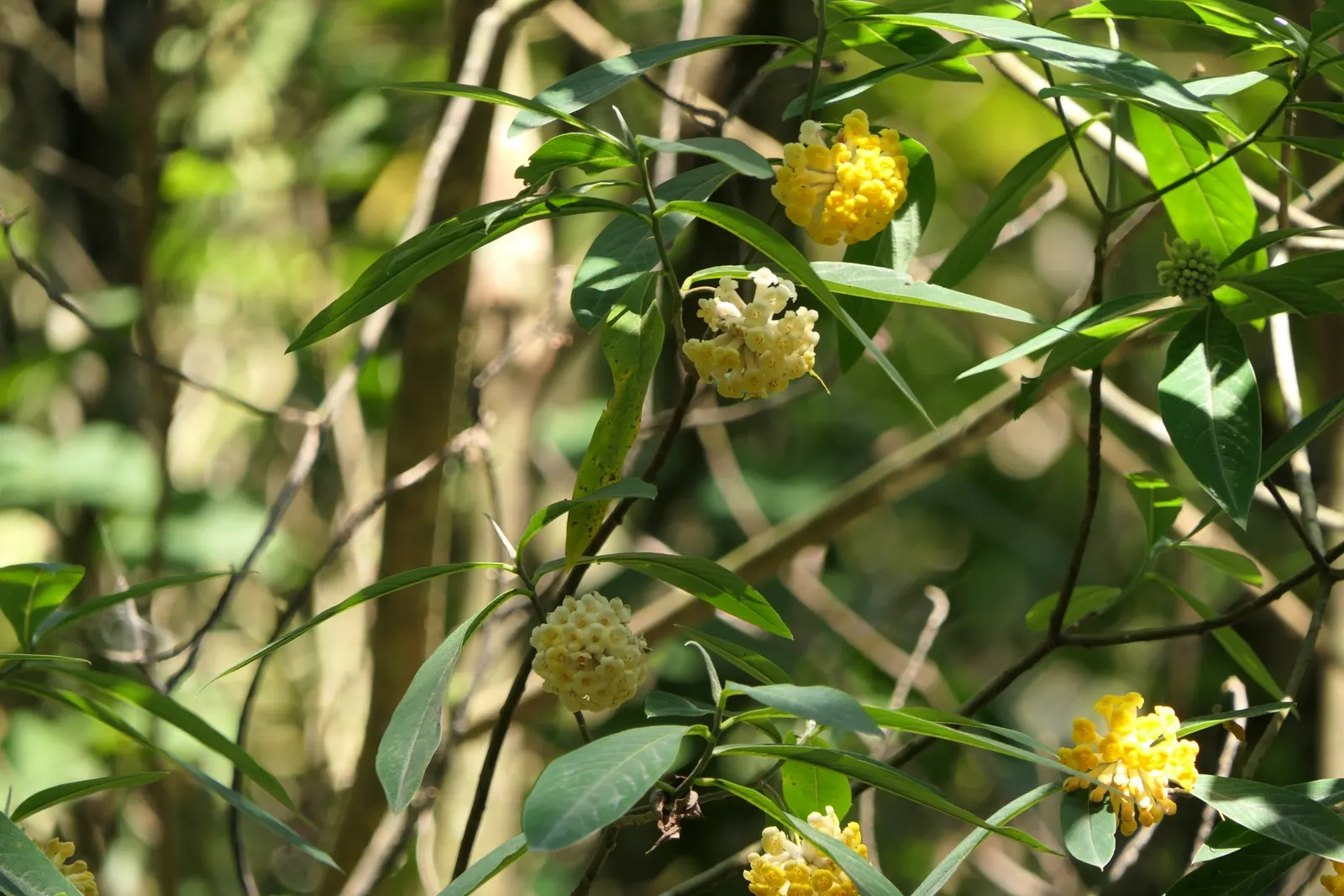 Paperbush (Edgeworthia Chrysantha) — silver-white flower buds which elegantly dangle from the tips of bare branches; plant the Paperbush in, image 65