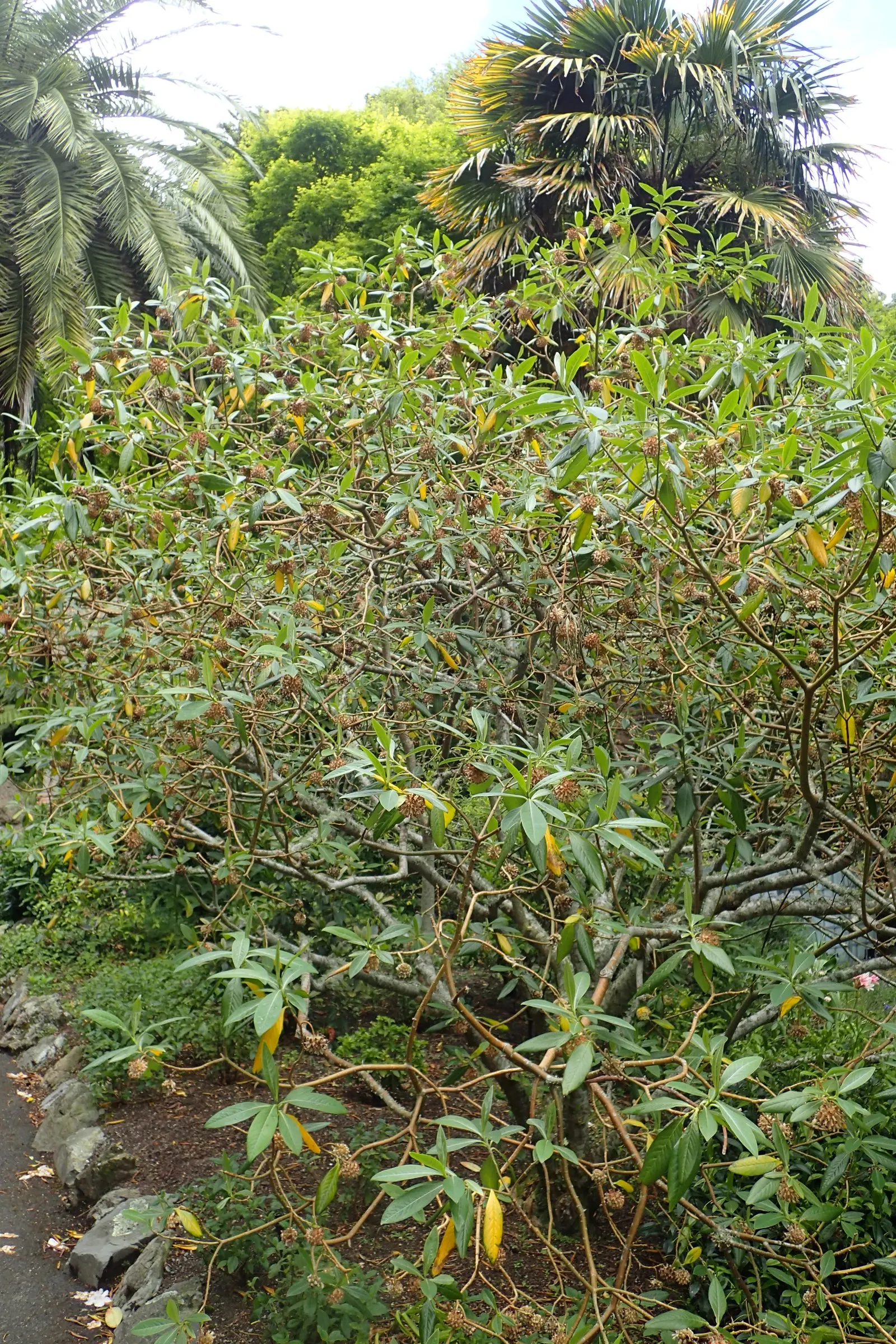 Paperbush (Edgeworthia Chrysantha) — Lush blue-green leaves emerge post-bloom, providing a textured backdrop; multi-colored and white and yellow flowers in the