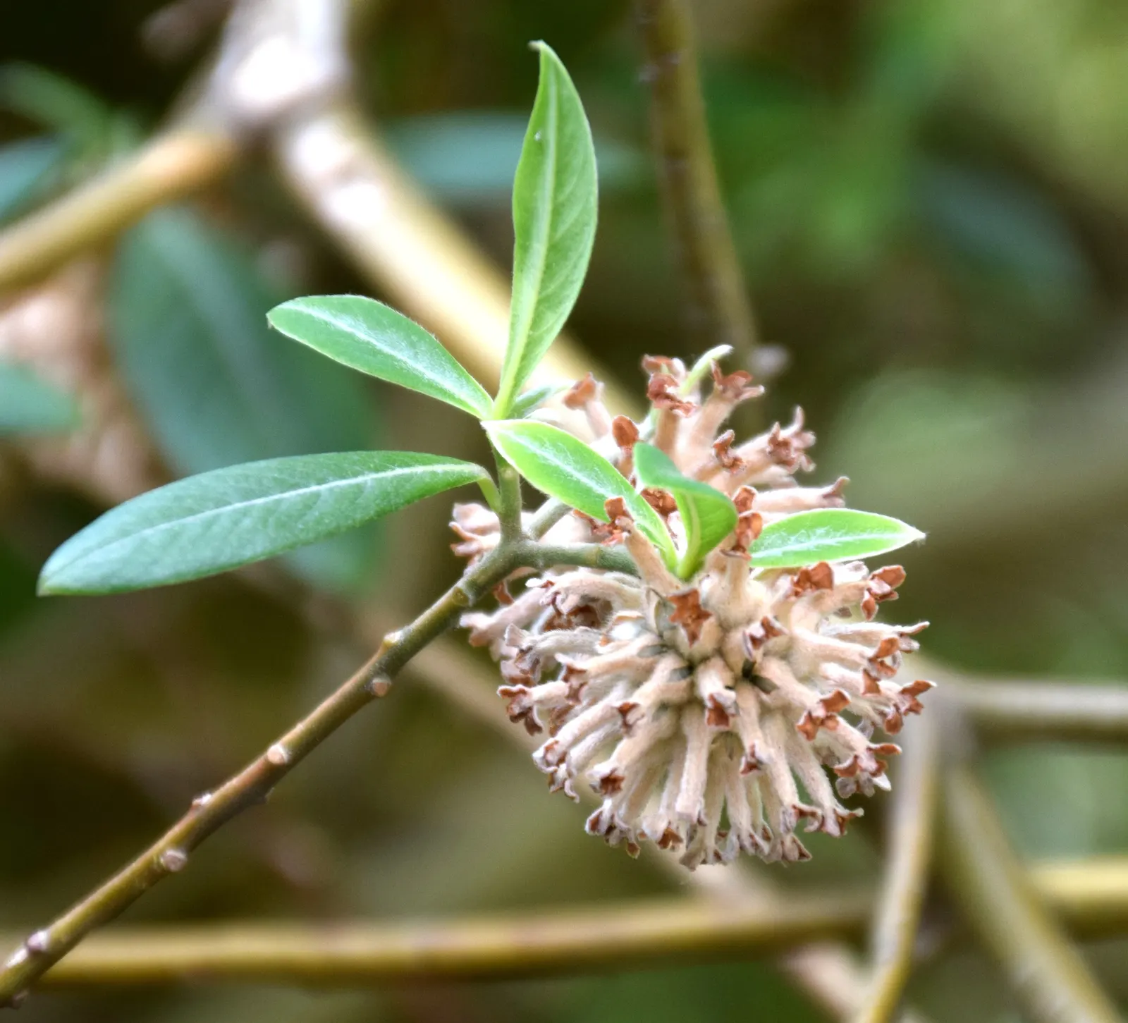 Paperbush (Edgeworthia Chrysantha) — these buds bloom into fragrant