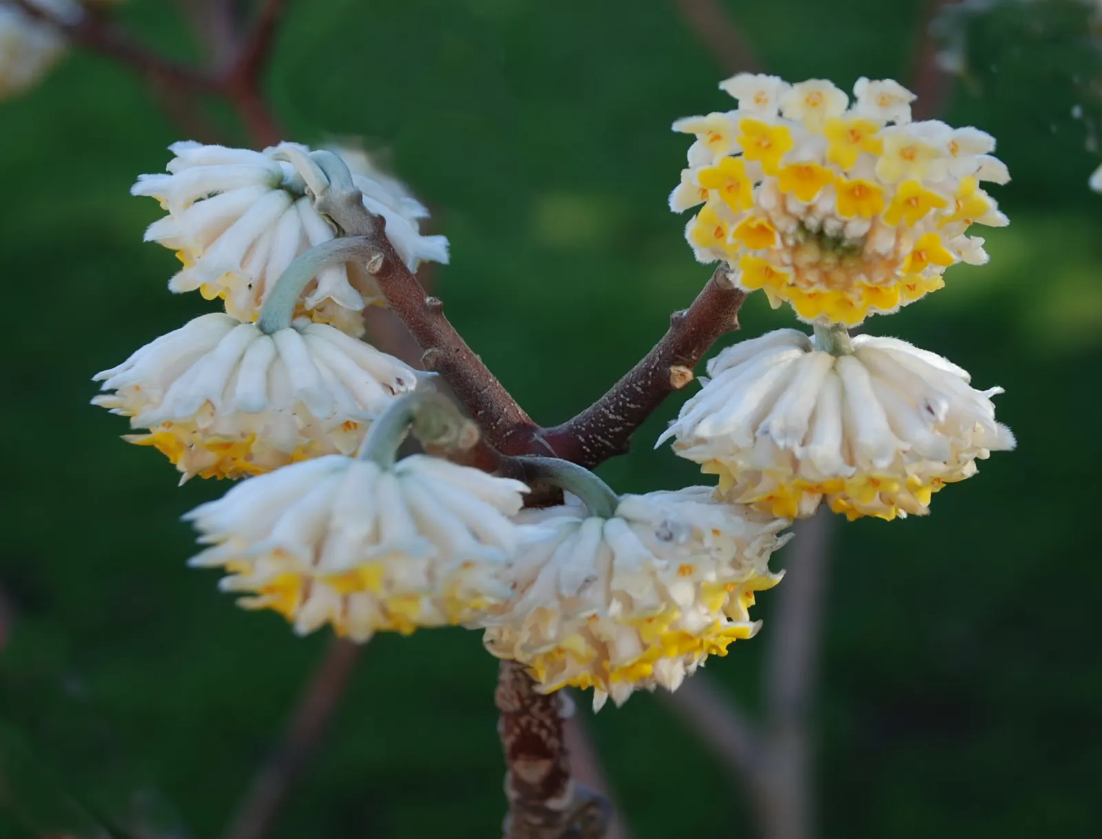 Paperbush (Edgeworthia Chrysantha) — the leaves turn to shades of yellow before shedding