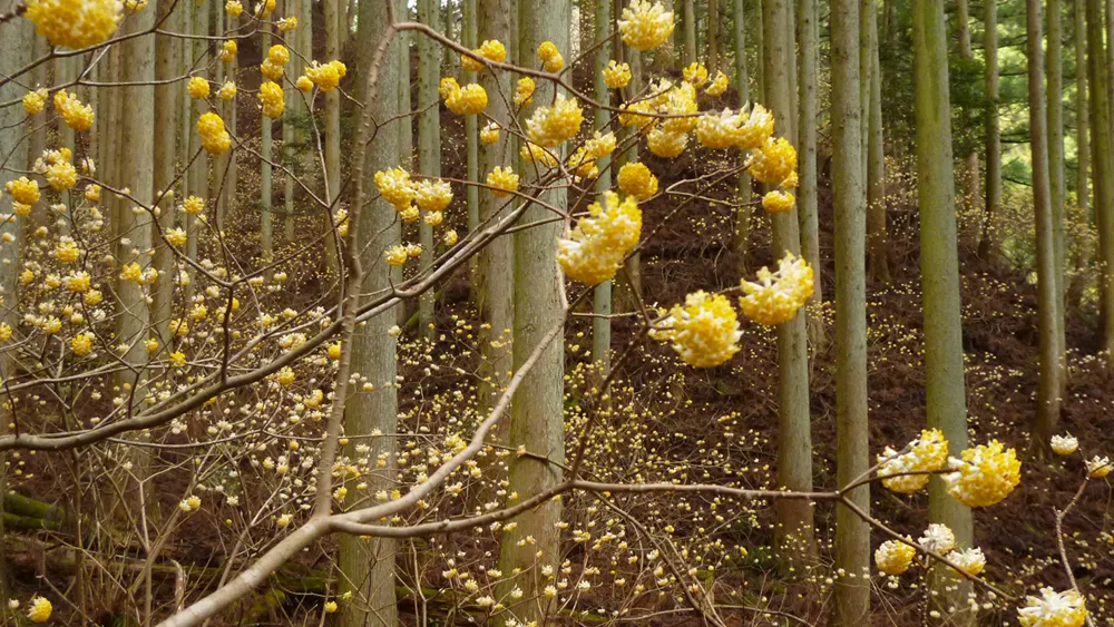 Paperbush (Edgeworthia Chrysantha) — lanceolate foliage emerges shortly after