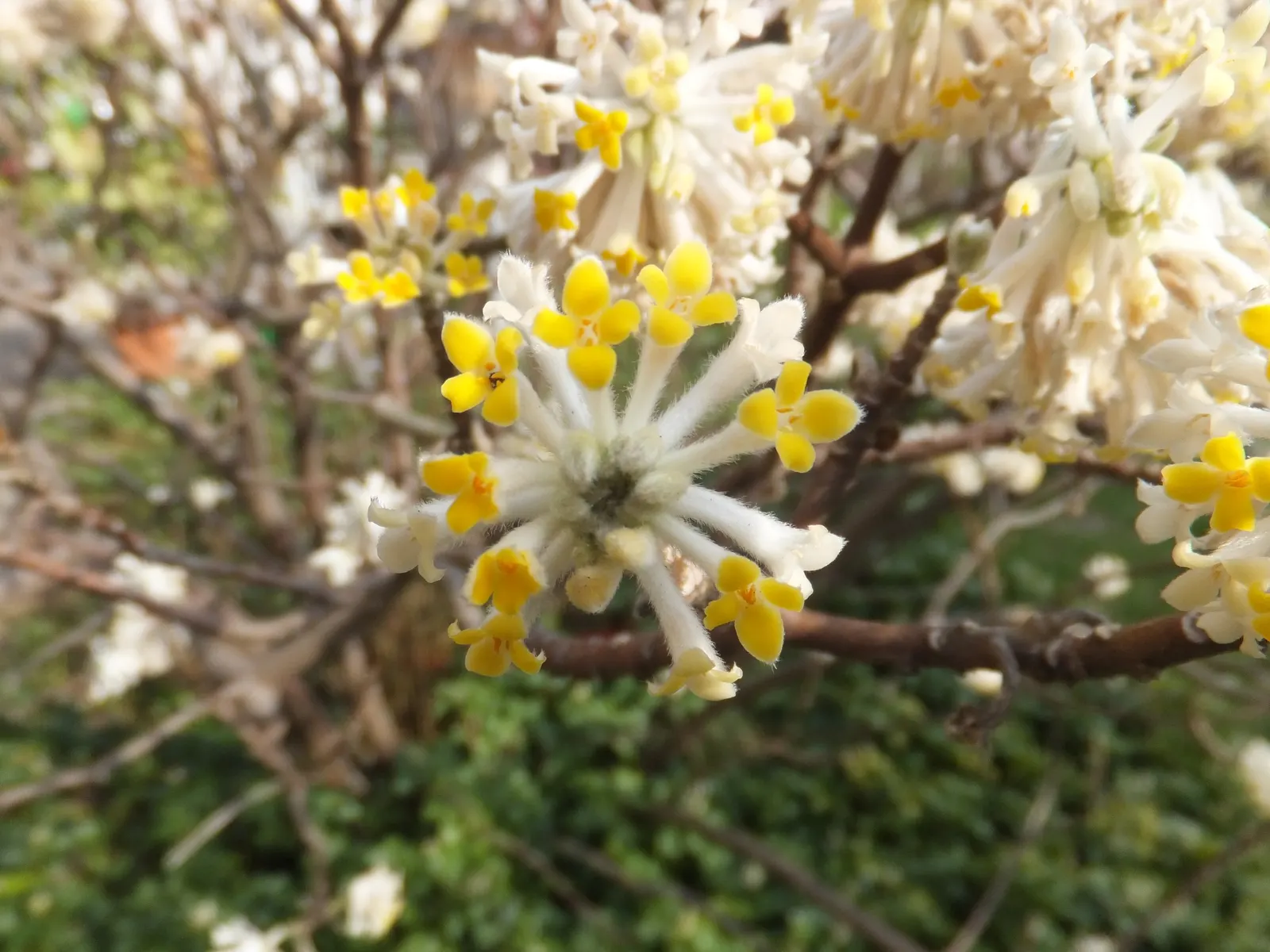 Paperbush (Edgeworthia Chrysantha) — Paperbush becomes a focal point with its highly distinctive