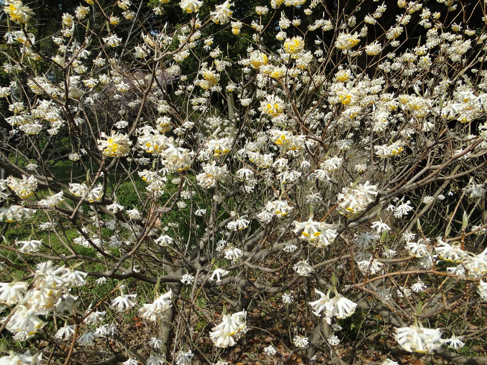 Paperbush (Edgeworthia Chrysantha) — Paperbush becomes a focal point with its highly distinctive; tubular yellow flowers from late winter to early, image 64
