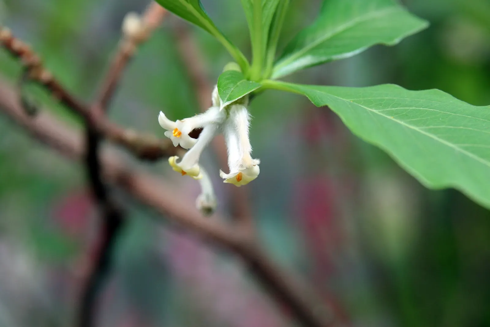 Paperbush (Edgeworthia Chrysantha) — This plant showcases silvery-gray winter buds opening to fragrant, yellow flowers in late winter/early spring