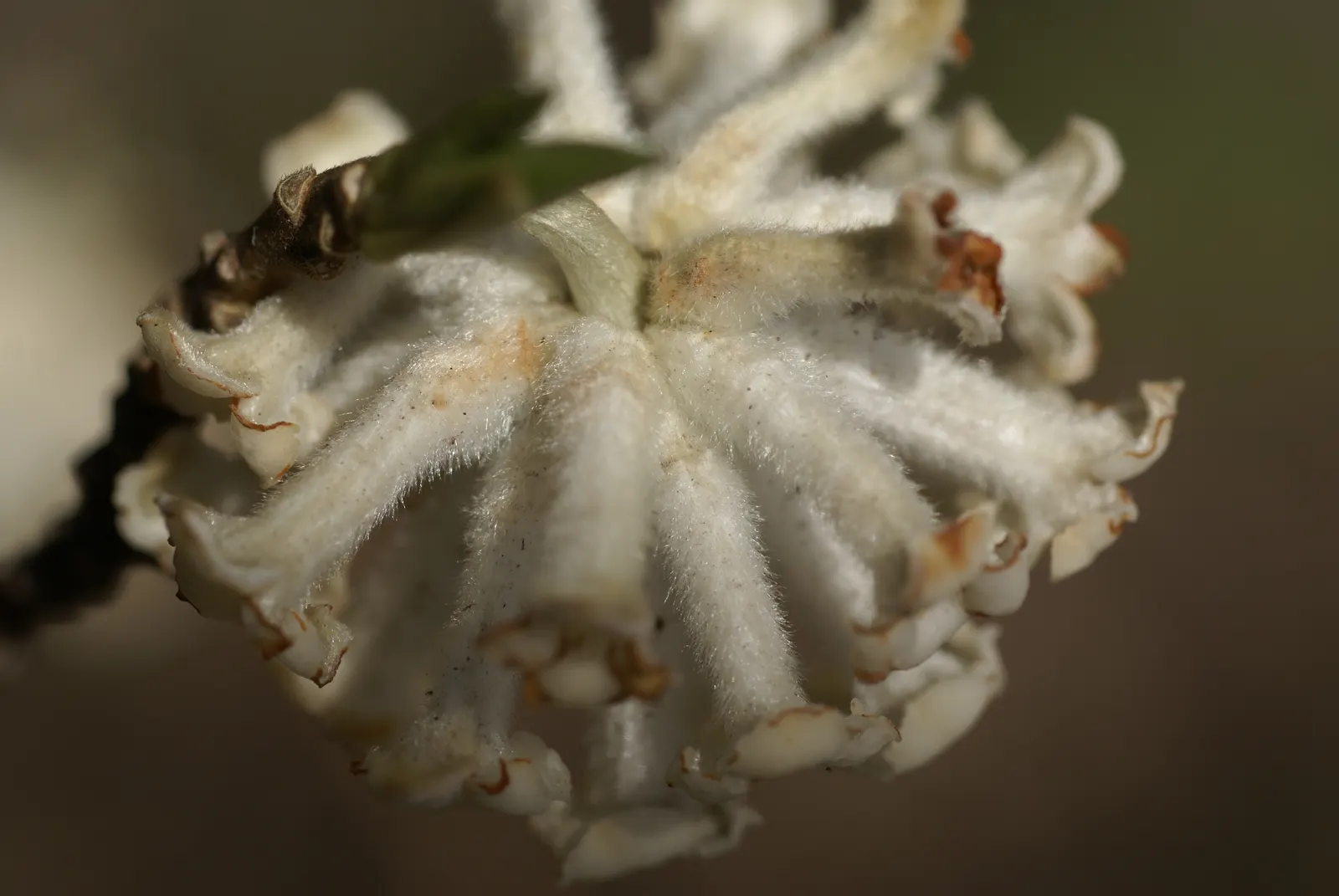 Paperbush (Edgeworthia Chrysantha) — lanceolate foliage emerges shortly after; paperbush (Edgeworthia chrysantha), a deciduous shrub, reaches up to, image 70