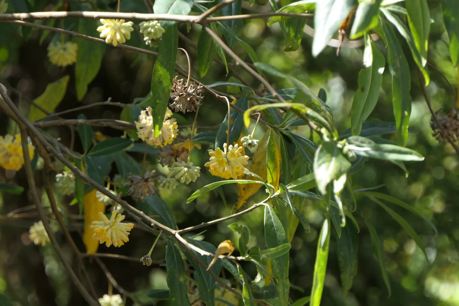 Paperbush (Edgeworthia Chrysantha) — Paperbush (Edgeworthia chrysantha), a deciduous shrub, reaches up to 6 feet tall and wide; lush blue-green leaves emerge