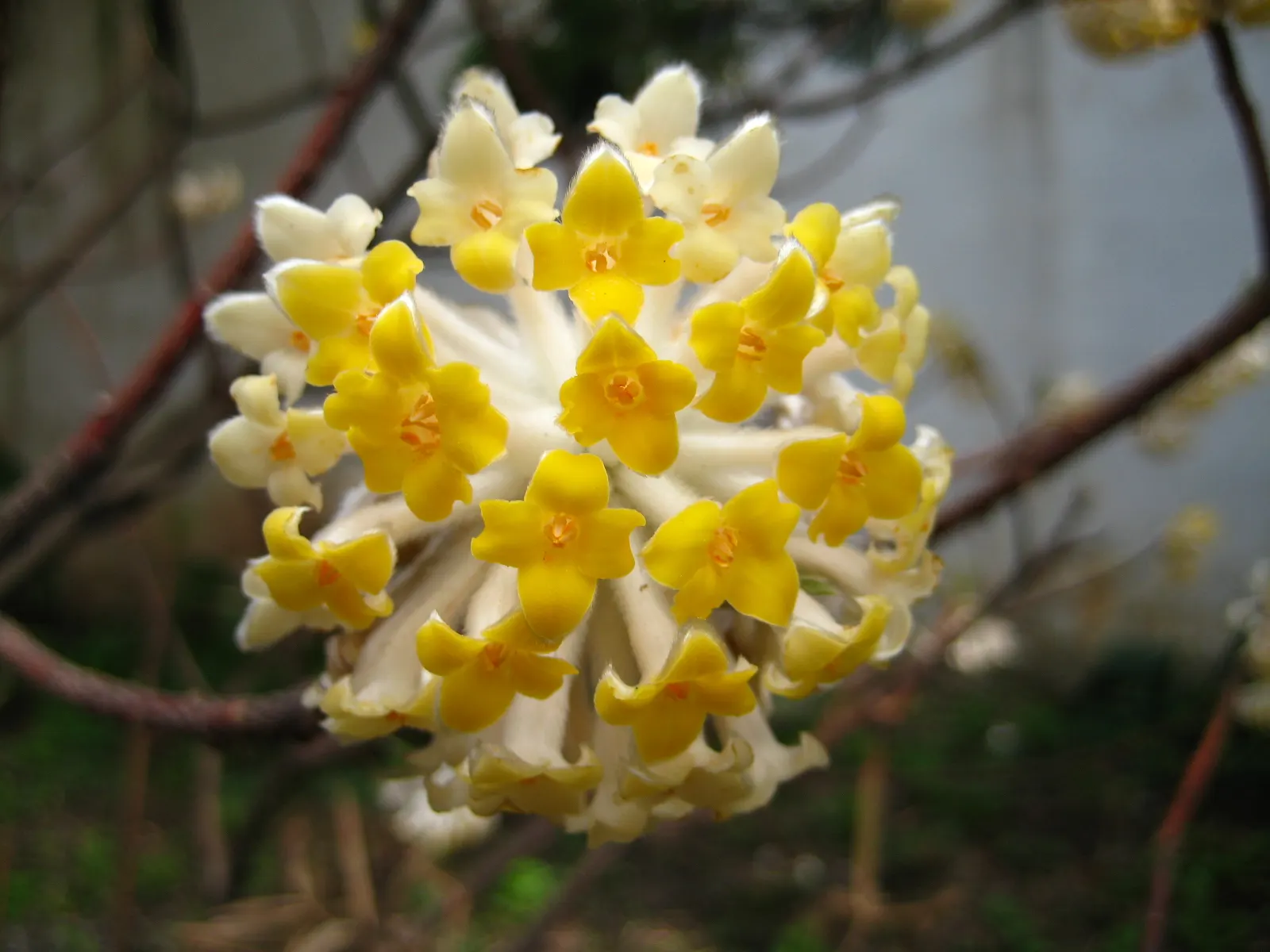 Paperbush (Edgeworthia Chrysantha) — is a distinctive deciduous shrub that adds a sculptural elegance and an all-season interest to the landscape