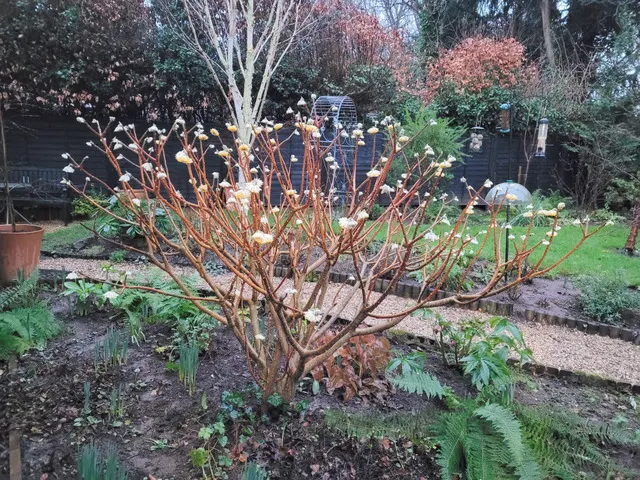 Paperbush (Edgeworthia Chrysantha) — Paperbush (Edgeworthia chrysantha), a deciduous shrub, reaches up to 6 feet tall and wide