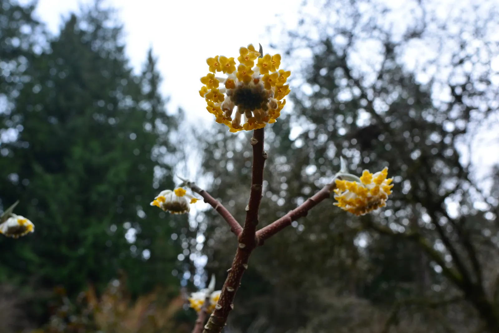 Paperbush (Edgeworthia Chrysantha) — plant the Paperbush in partially shaded to full sun locations in well-drained; this plant showcases, image 101