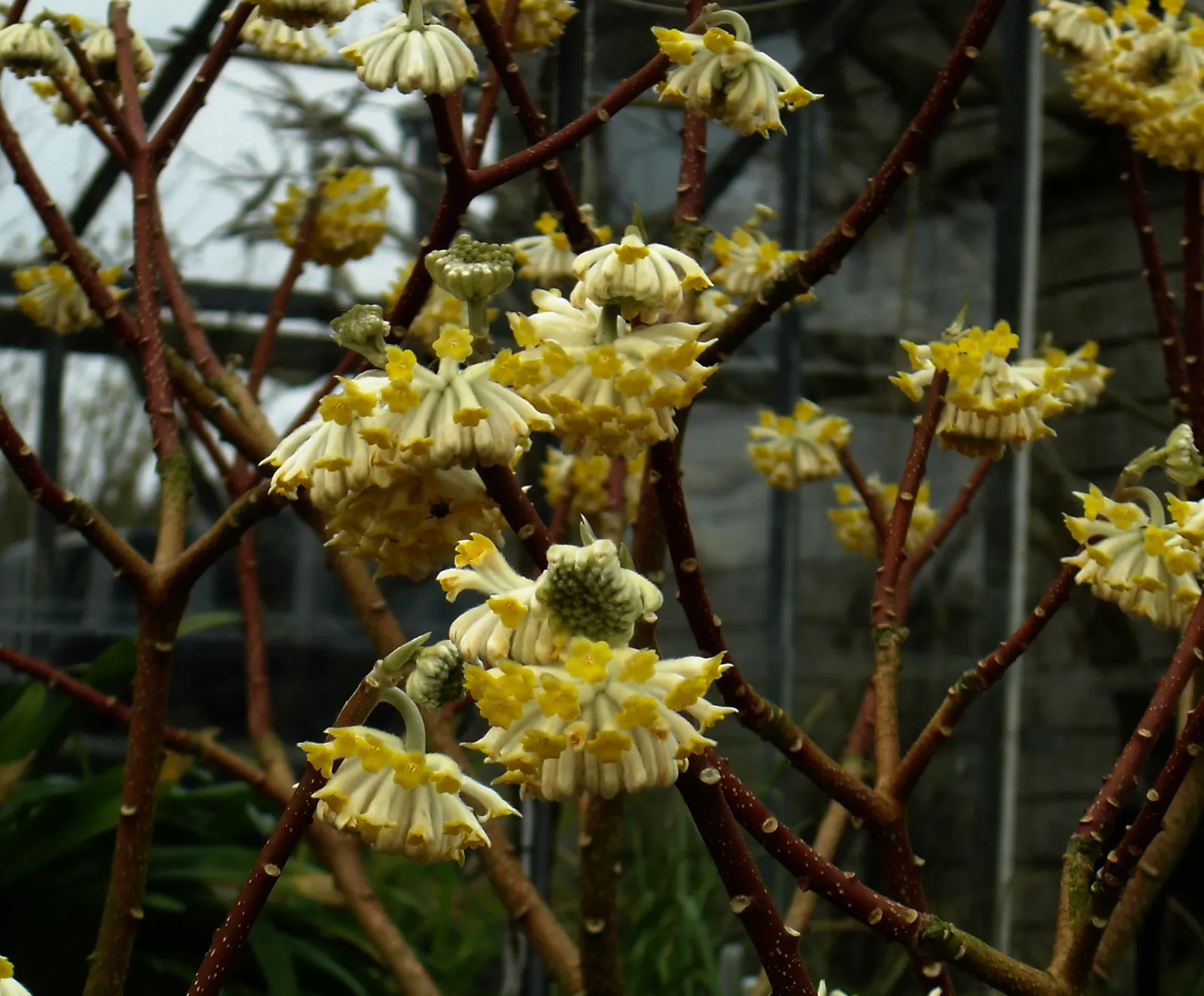 Paperbush (Edgeworthia Chrysantha) — fertile soil with consistent moisture