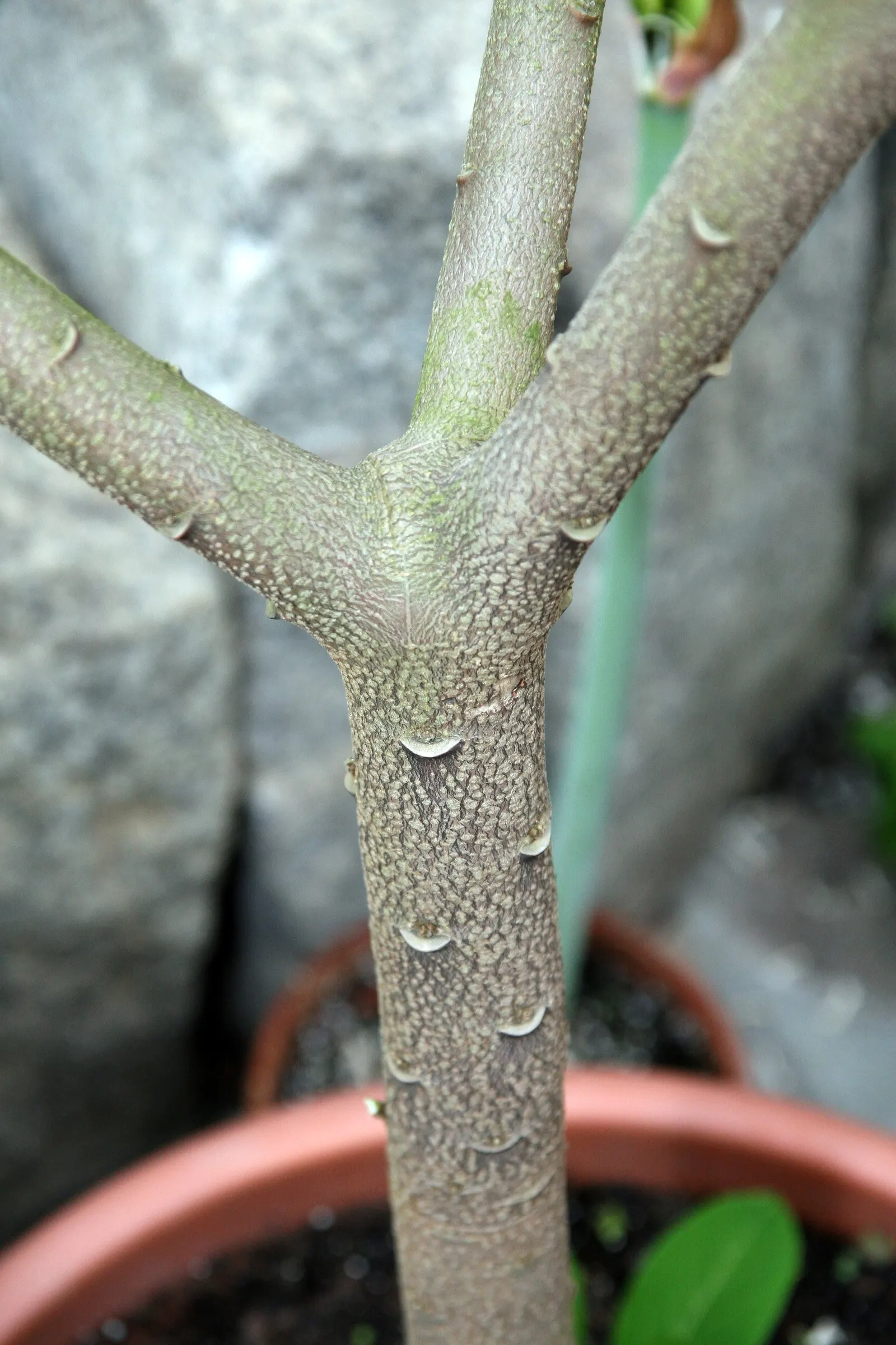 Paperbush (Edgeworthia Chrysantha) — open habit that is as wide as it is tall.<br><br>In the colder season; commonly known as Paperbush, image 63