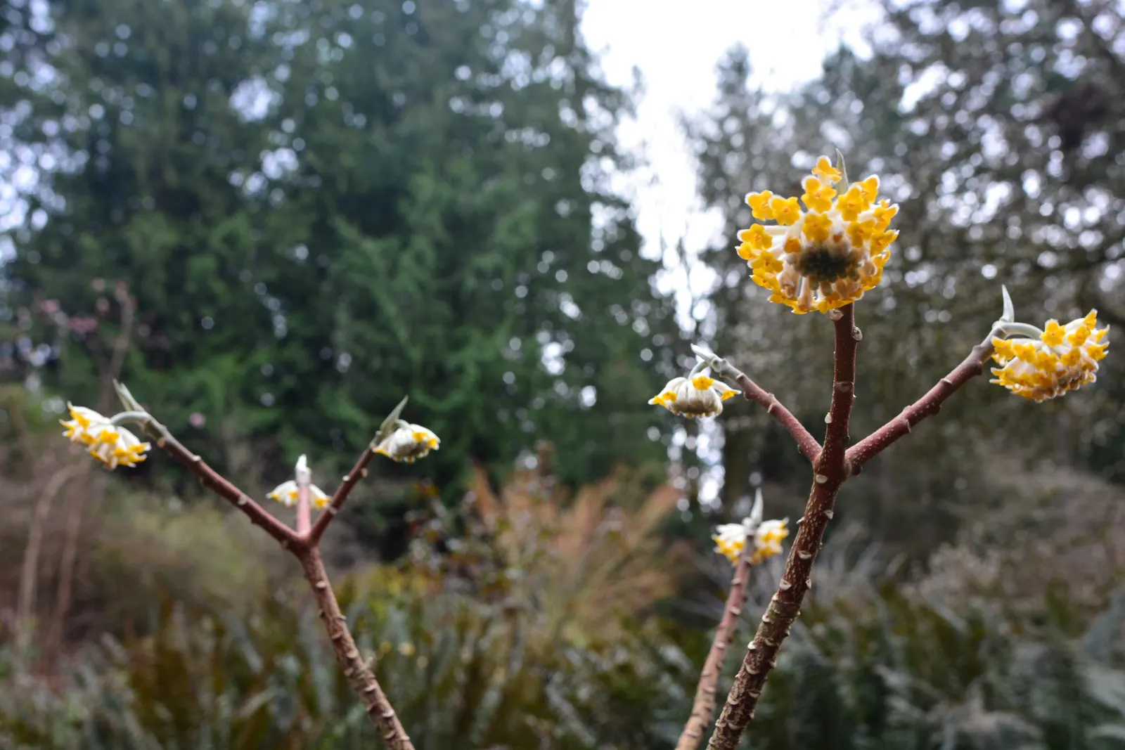 Paperbush (Edgeworthia Chrysantha) — making it a low-maintenance choice for the landscape.<br><br>In the design plan; suited to zones 7-10, it prefers partial