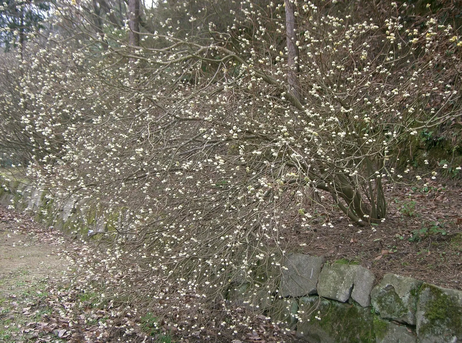 Paperbush (Edgeworthia Chrysantha) — these buds bloom into fragrant; shrub for half or shade
