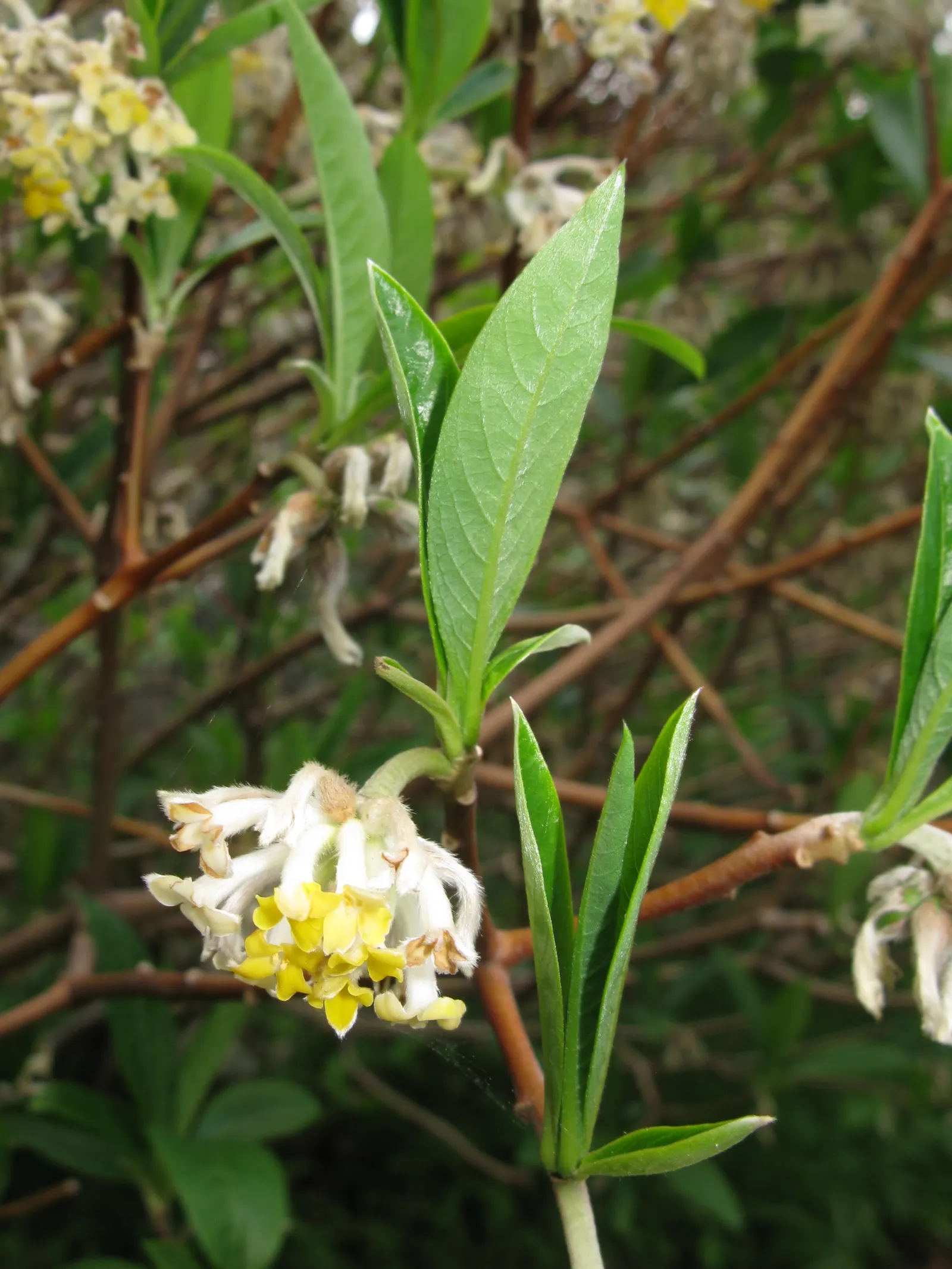 Paperbush (Edgeworthia Chrysantha) — open habit that is as wide as it is tall.<br><br>In the colder season