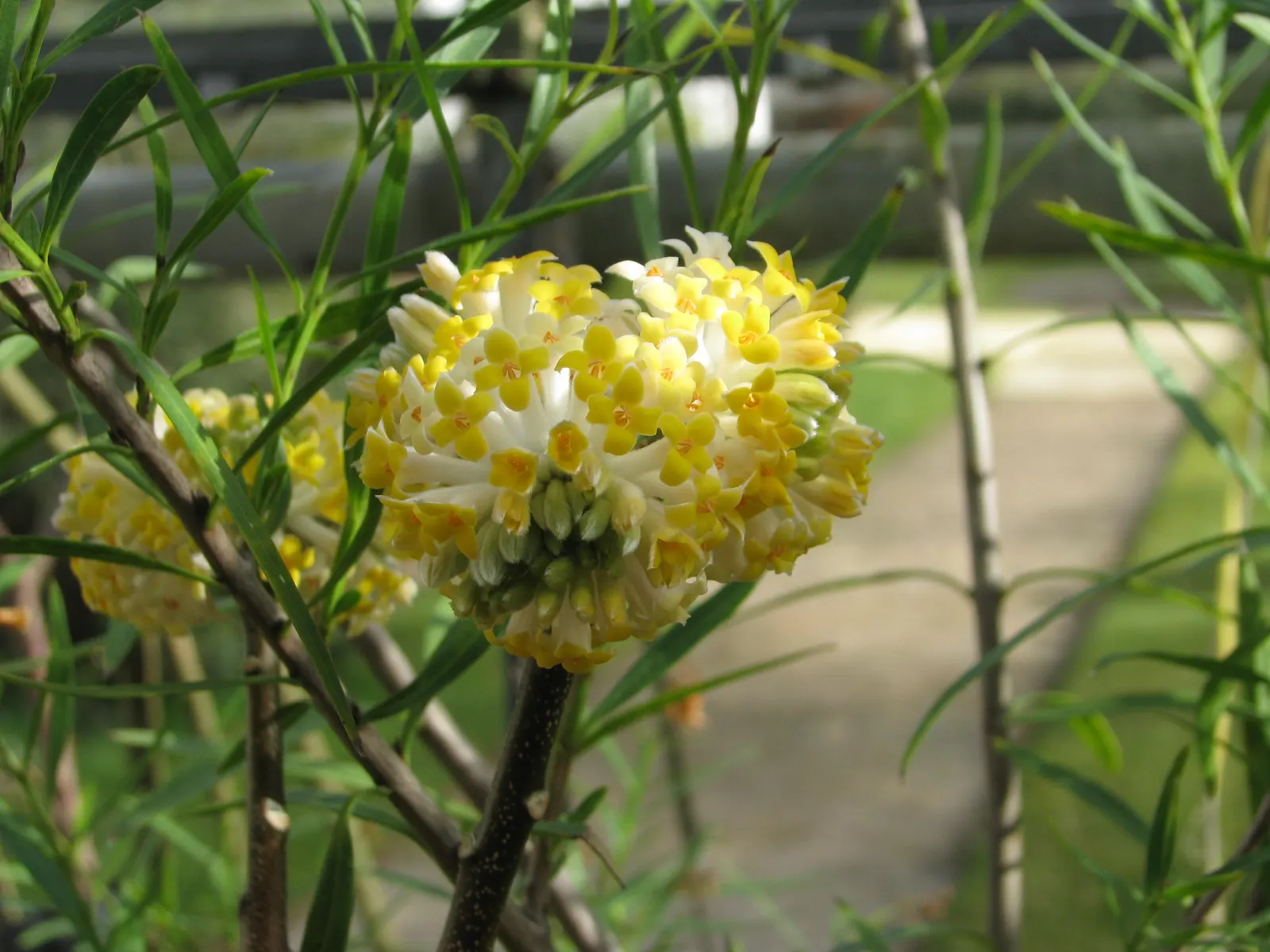 Paperbush (Edgeworthia Chrysantha) — silver-white flower buds which elegantly dangle from the tips of bare branches; plant the Paperbush in partially shaded to